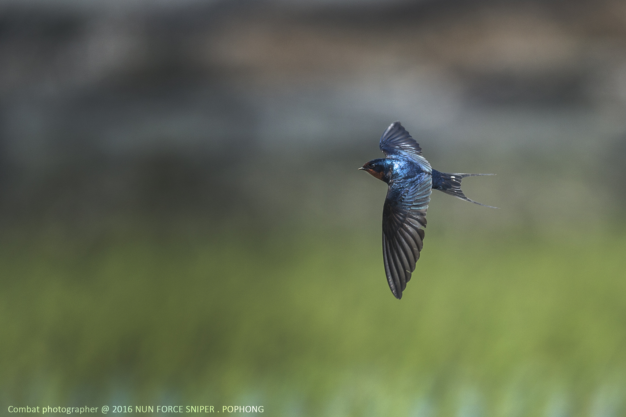 Nikon D4S sample photo. Swallow photography
