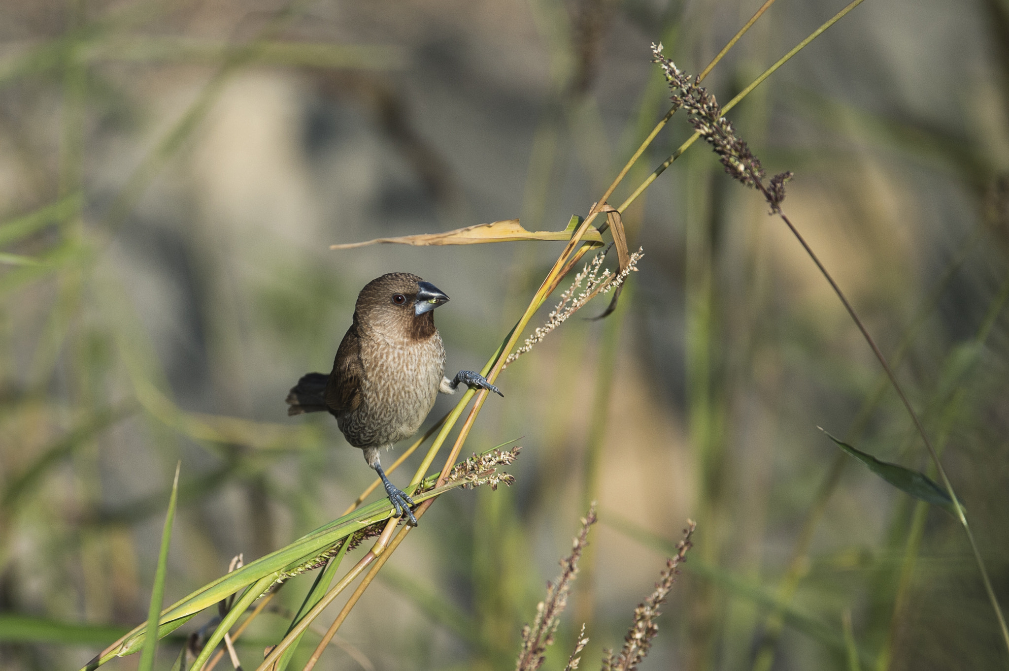 Nikon D4S sample photo. Scaly-breasted munia photography