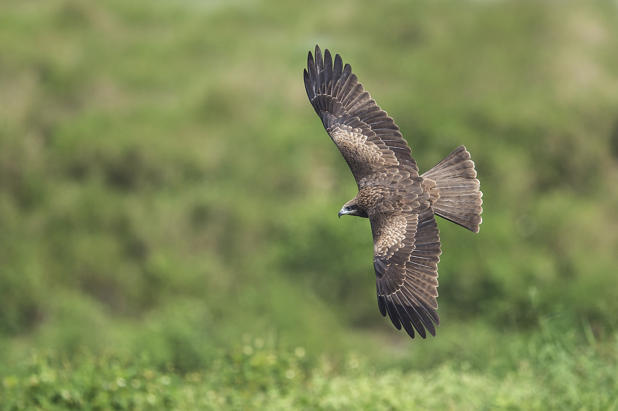 Nikon D4S sample photo. 黑鳶 photography