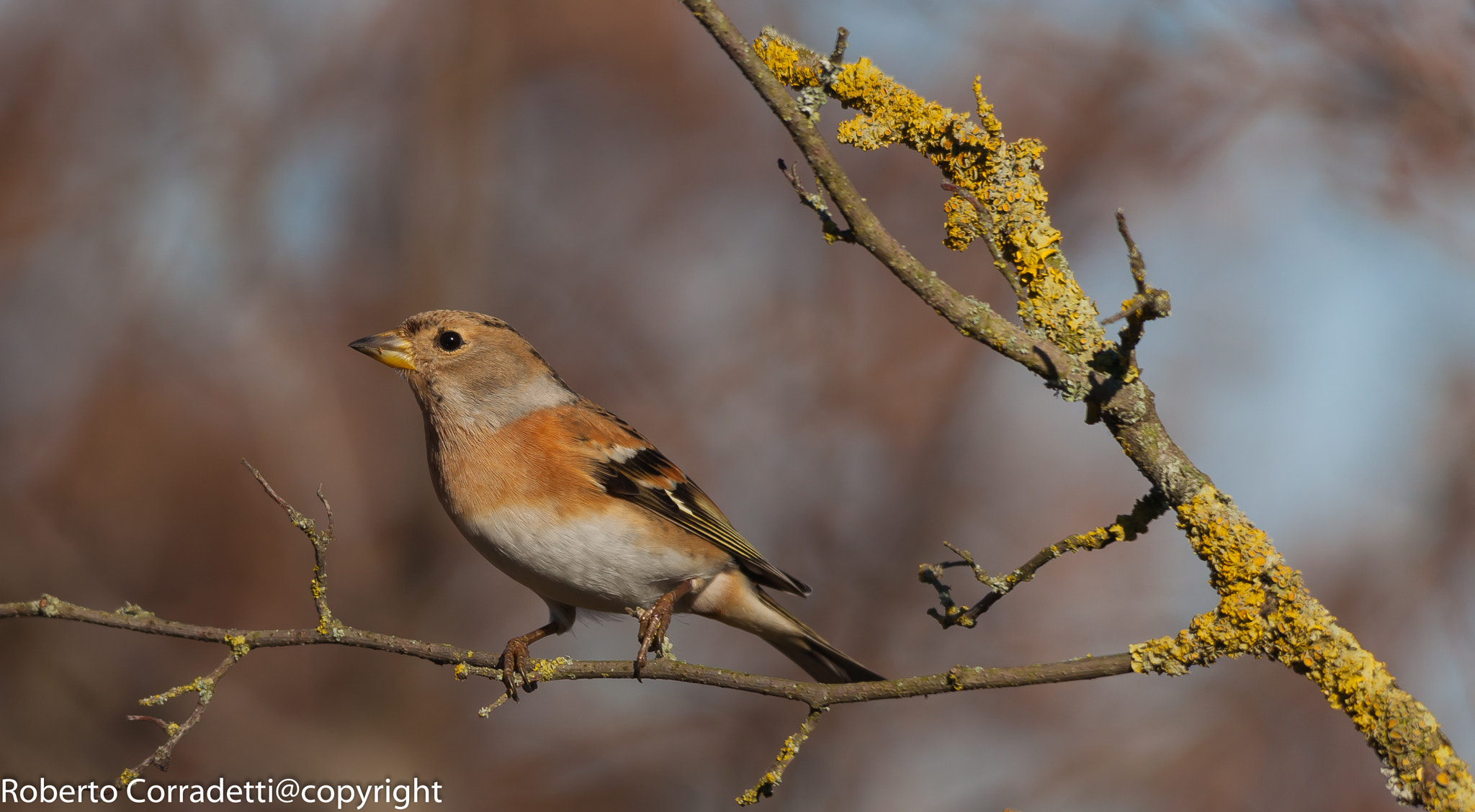 Sigma 150-500mm F5-6.3 DG OS HSM sample photo. Peppola photography