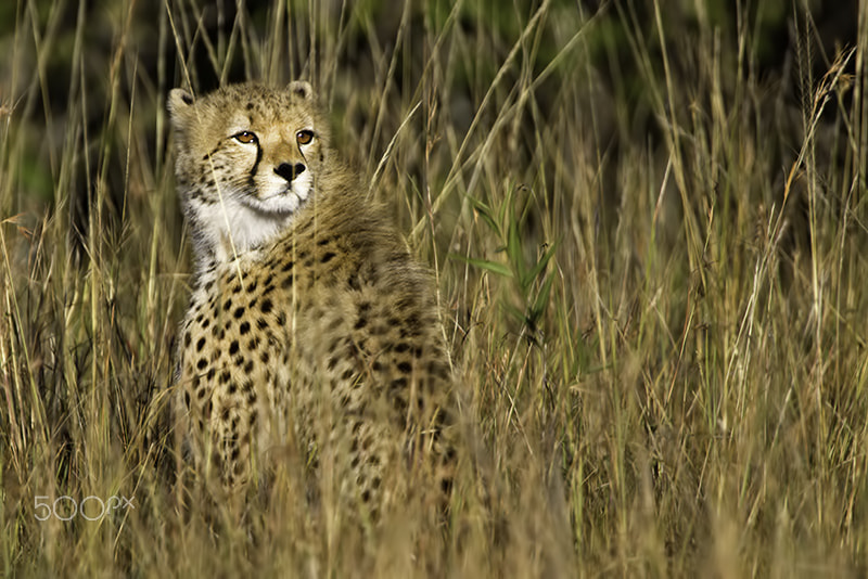 Canon EOS 50D + Canon EF 300mm F2.8L IS USM sample photo. Young cheetah photography