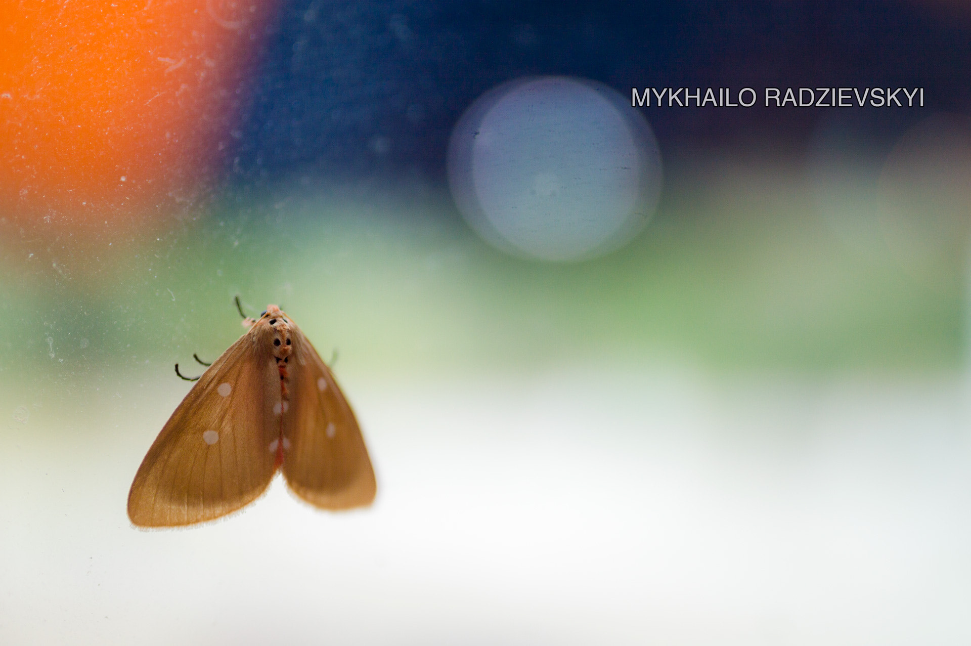 Nikon D3200 + Sigma 35mm F1.4 DG HSM Art sample photo. Butterfly on the cold window photography