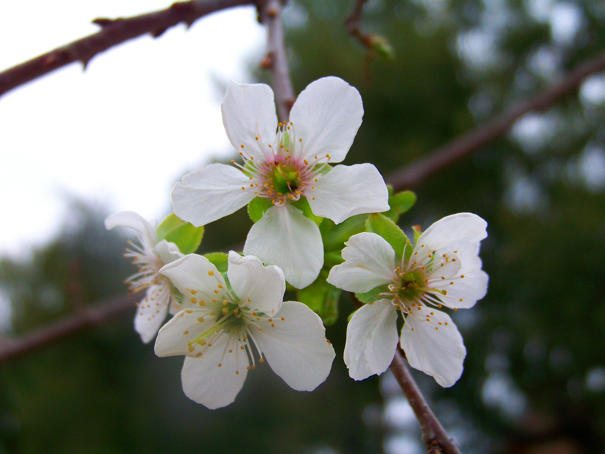Kodak EASYSHARE Z1012 IS DIGITAL CAMERA sample photo. Cherry blossom photography