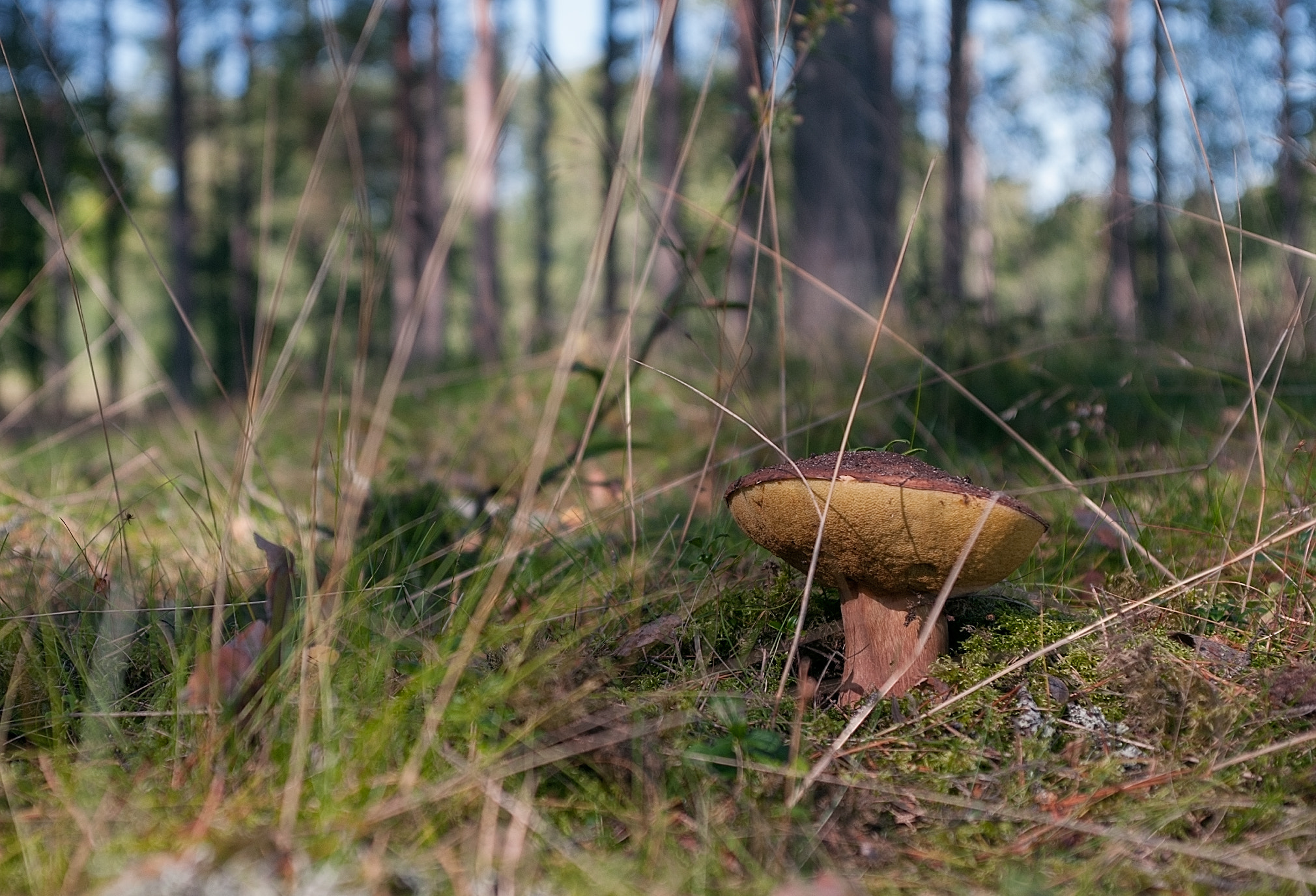 AF Zoom-Nikkor 28-85mm f/3.5-4.5 sample photo. Боровичок ( mushroom boletus) photography