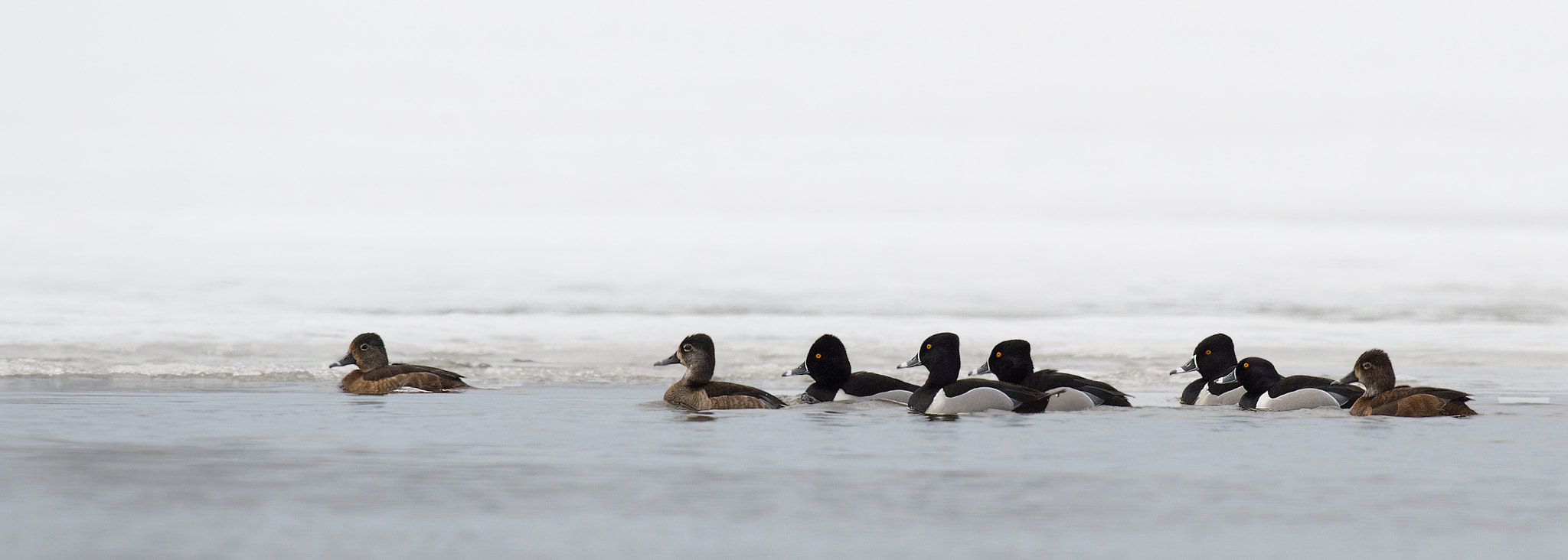 Nikon D4 + Sigma 24-60mm F2.8 EX DG sample photo. Fuligule à collier, ring-necked duck. photography