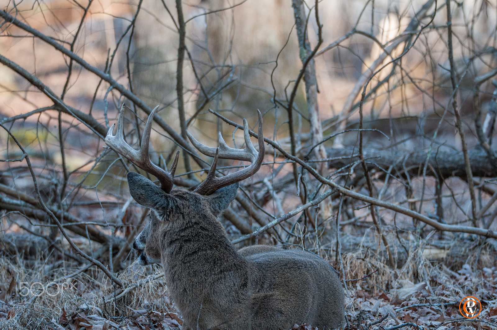 Sigma 150-600mm F5-6.3 DG OS HSM | S sample photo. Morning watch photography