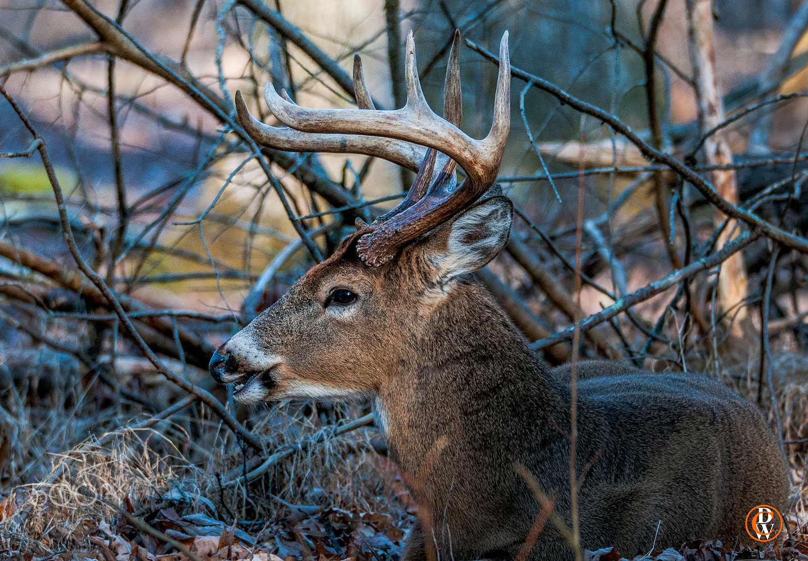 Sigma 150-600mm F5-6.3 DG OS HSM | S sample photo. Time of rest photography