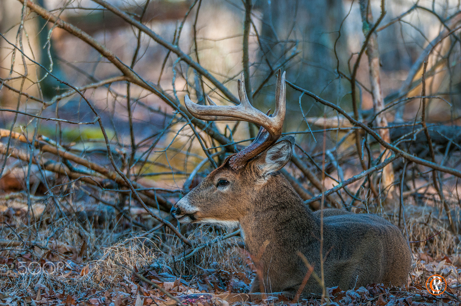 Sigma 150-600mm F5-6.3 DG OS HSM | S sample photo. If i am still maybe he won't see me photography