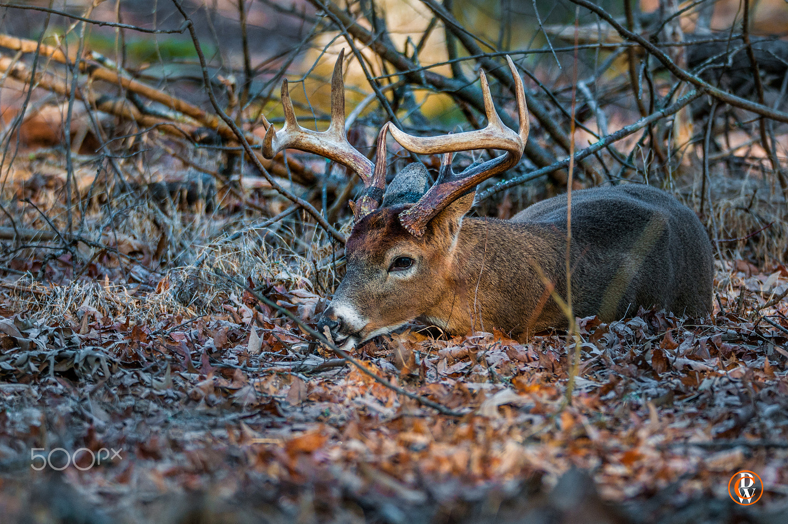Sigma 150-600mm F5-6.3 DG OS HSM | S sample photo. A moment of rest photography