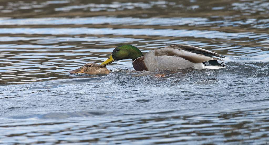 Nikon AF-S Nikkor 600mm F4D ED-IF II sample photo. Mallard pair photography