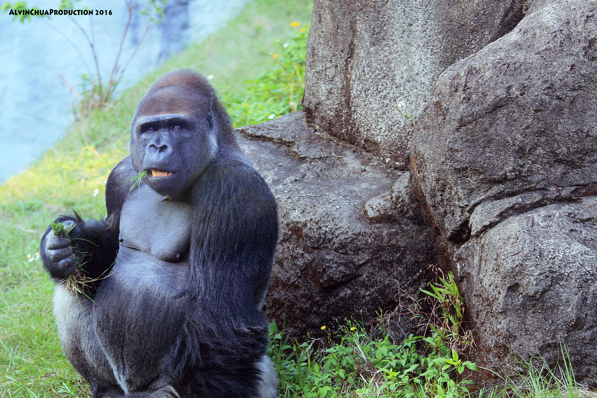 Canon EOS 450D (EOS Rebel XSi / EOS Kiss X2) + Canon EF 70-200mm F4L IS USM sample photo. Gorilla 大猩猩 photography