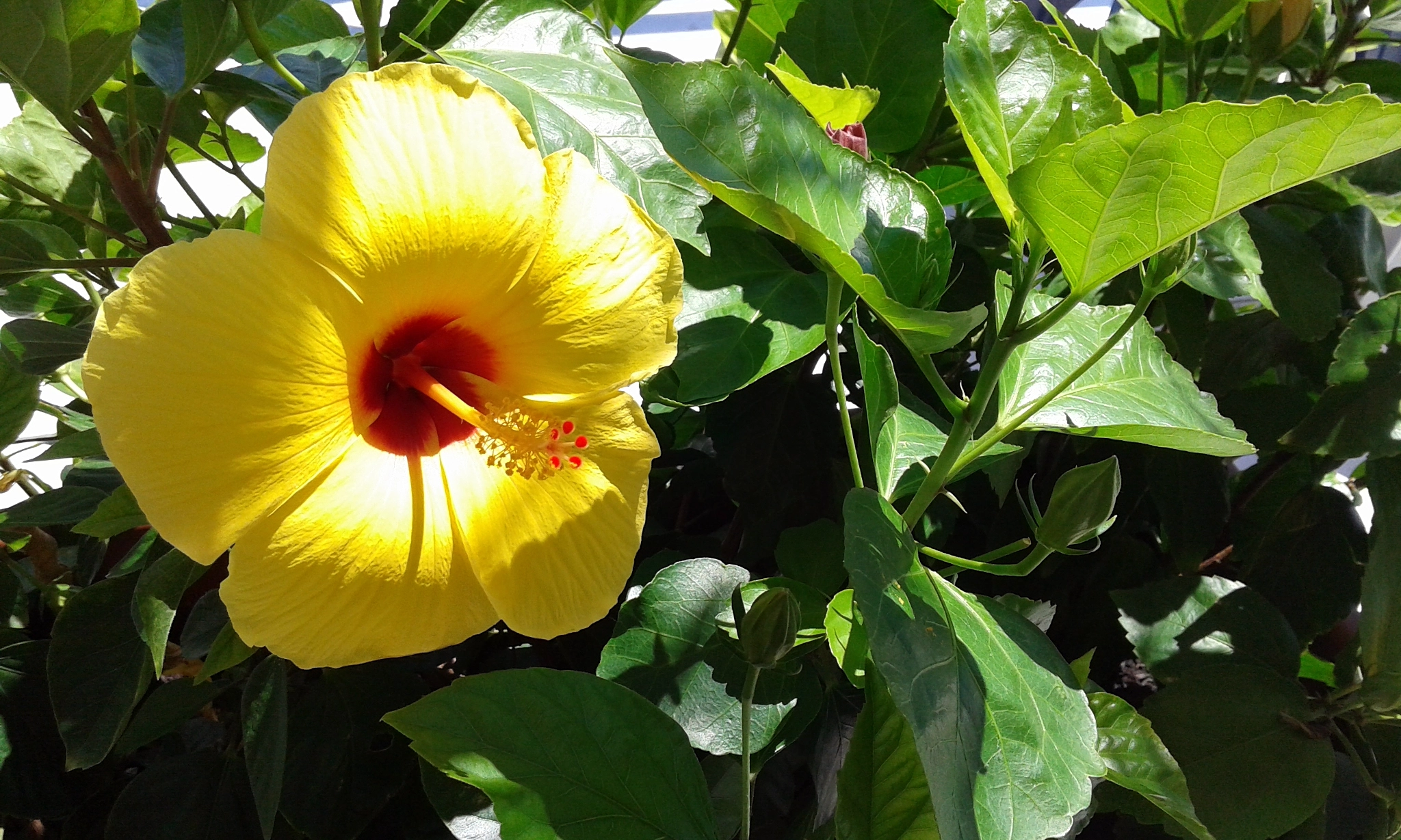 Samsung Galaxy Core Plus sample photo. Tropical souvenir photography