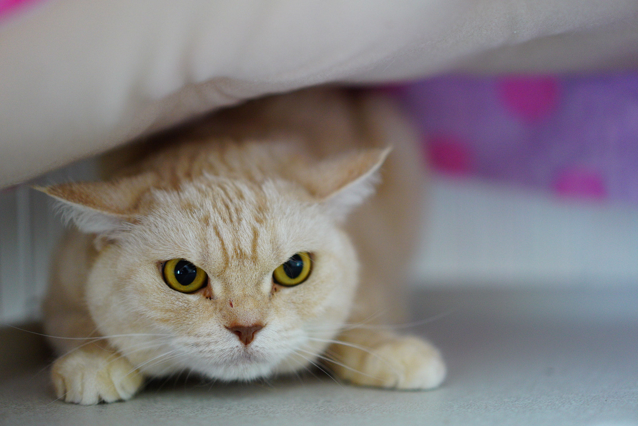 Sony a7S + Sony Sonnar T* FE 55mm F1.8 ZA sample photo. 臆病（timidity） photography
