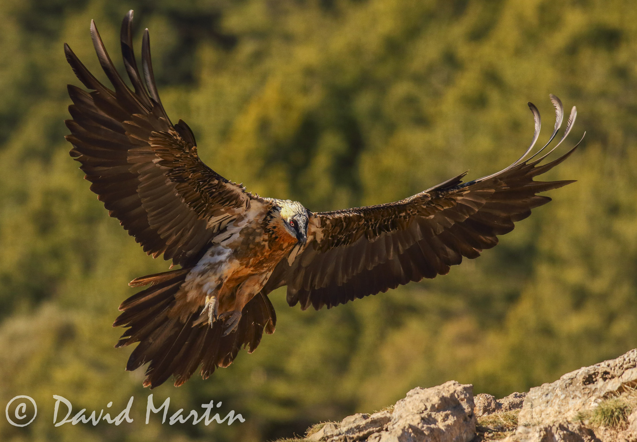 Canon EOS 70D + Canon EF 300mm F2.8L IS USM sample photo. Quebranta photography