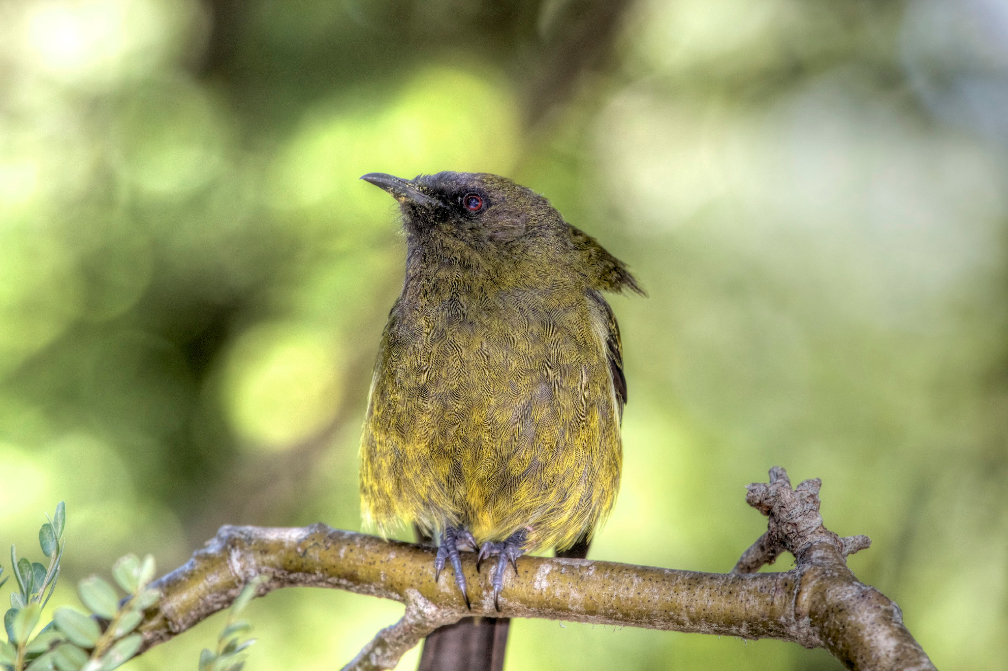 Canon EF 100-400mm F4.5-5.6L IS USM sample photo. New zealand bellbird photography