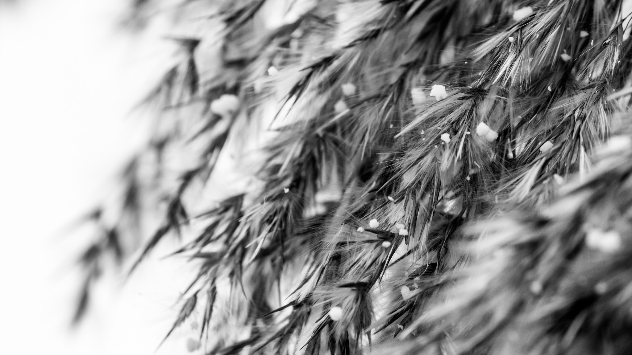 Nikon Nikkor AF-S 300mm F4E PF ED VR sample photo. Snow photography