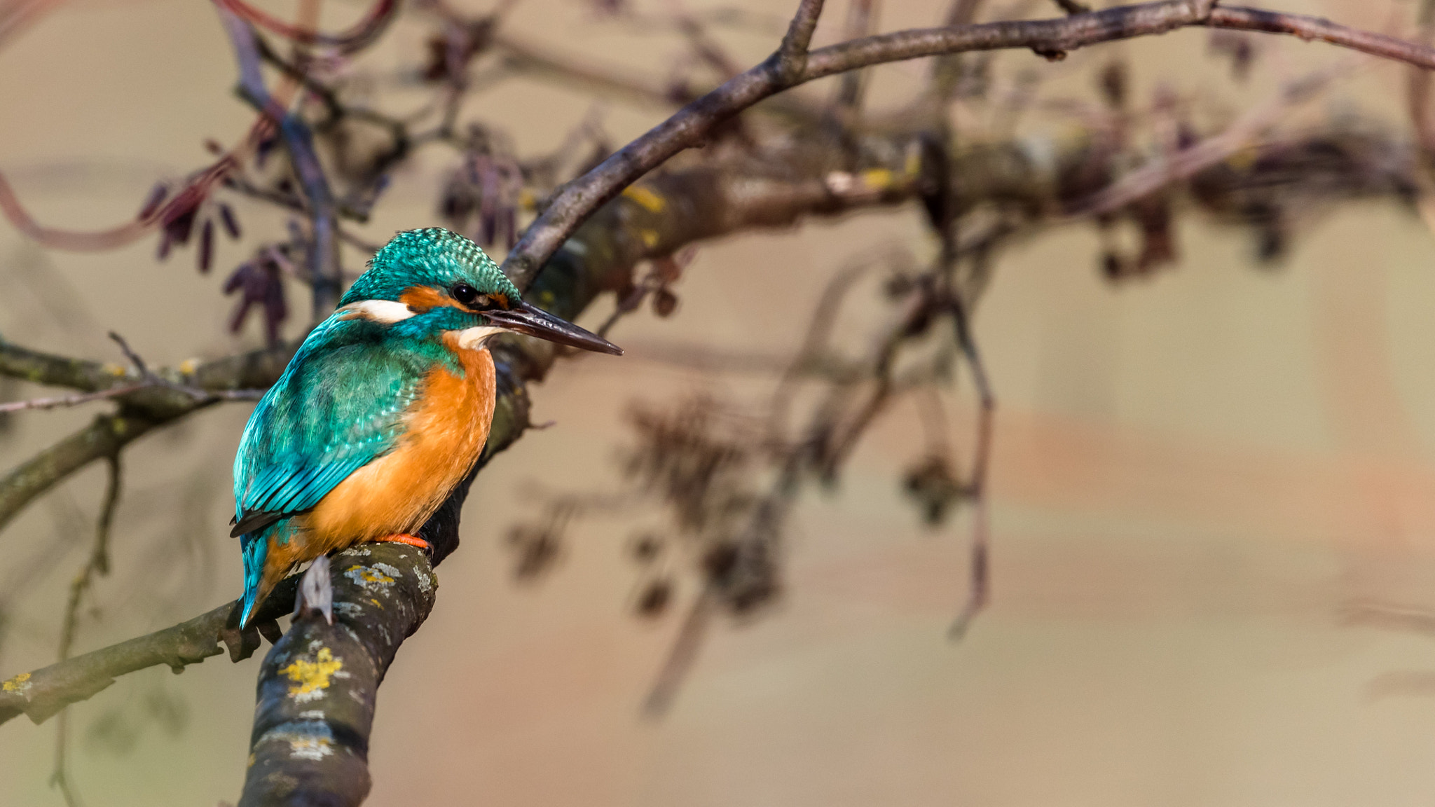 Nikon Nikkor AF-S 300mm F4E PF ED VR sample photo. Kingfisher photography