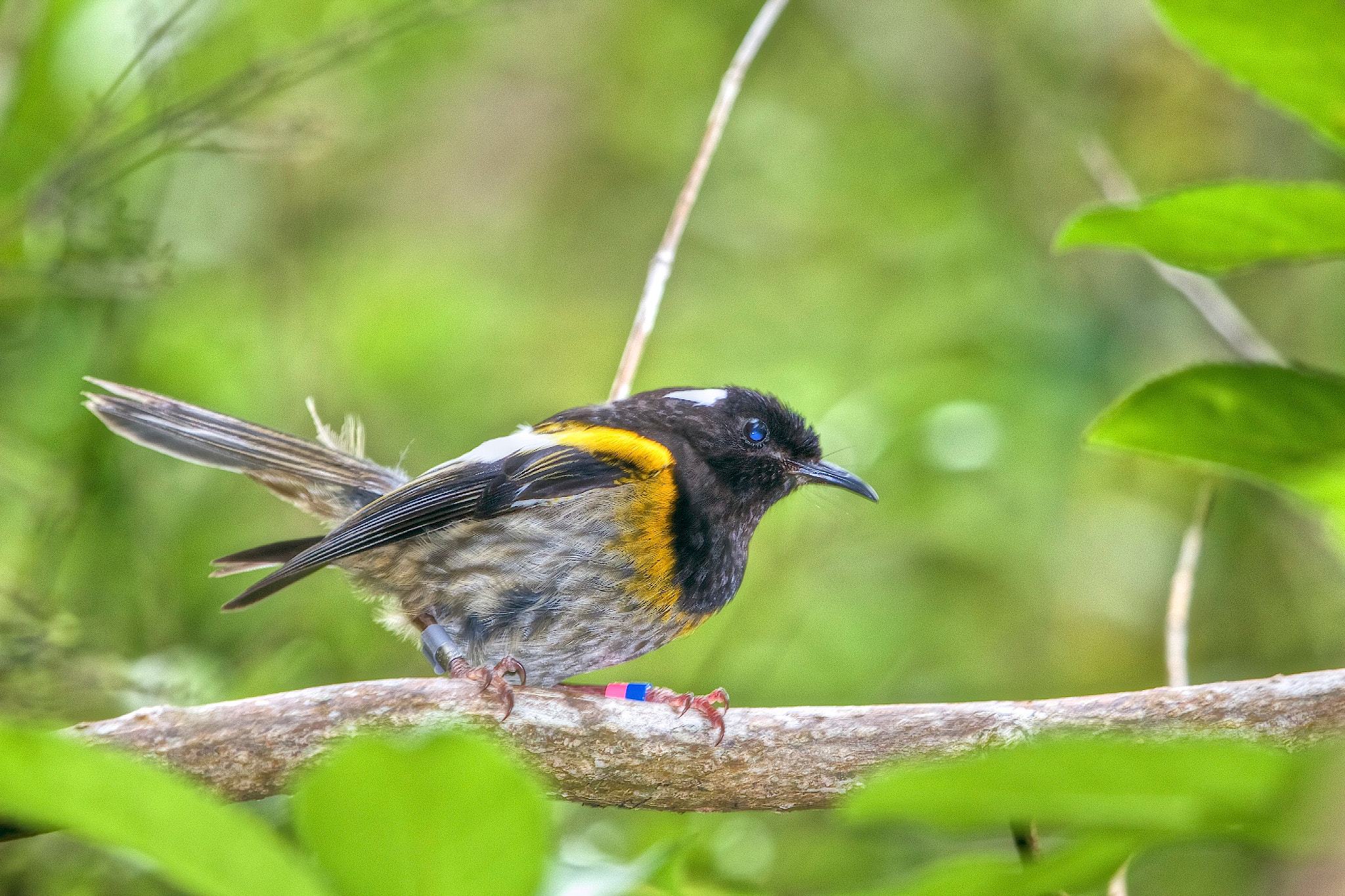 Canon EF 100-400mm F4.5-5.6L IS USM sample photo. The hihi bird photography
