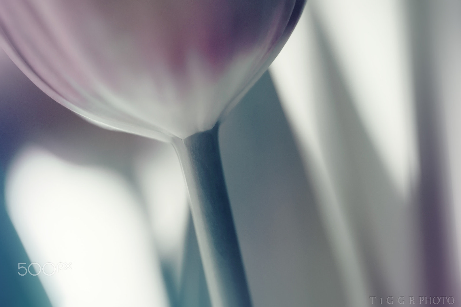 Samsung NX30 + Samsung NX 60mm F2.8 Macro ED OIS SSA sample photo. Sweet dreams photography