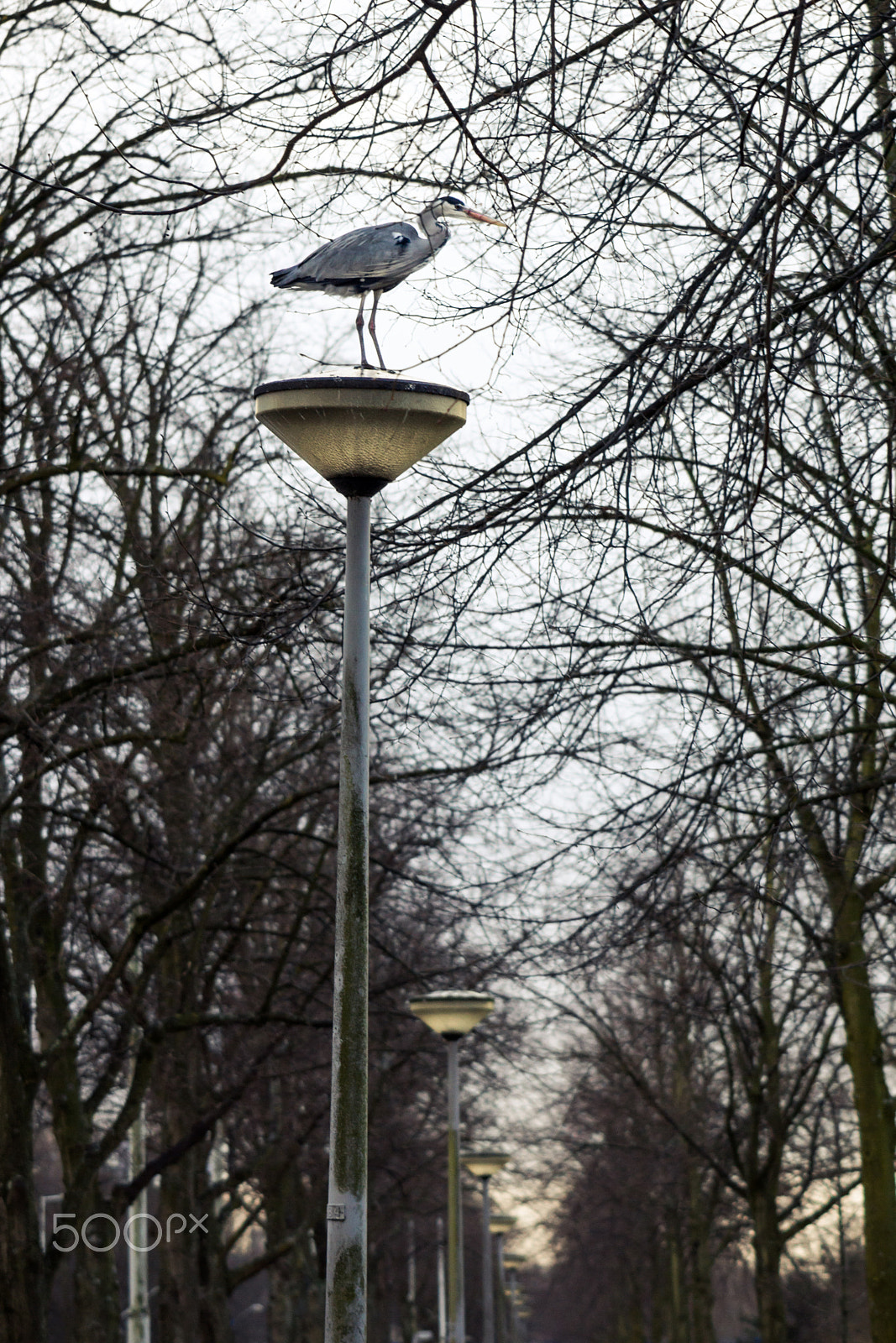 Minolta AF 100-200mm F4.5 sample photo. Heron of the city photography