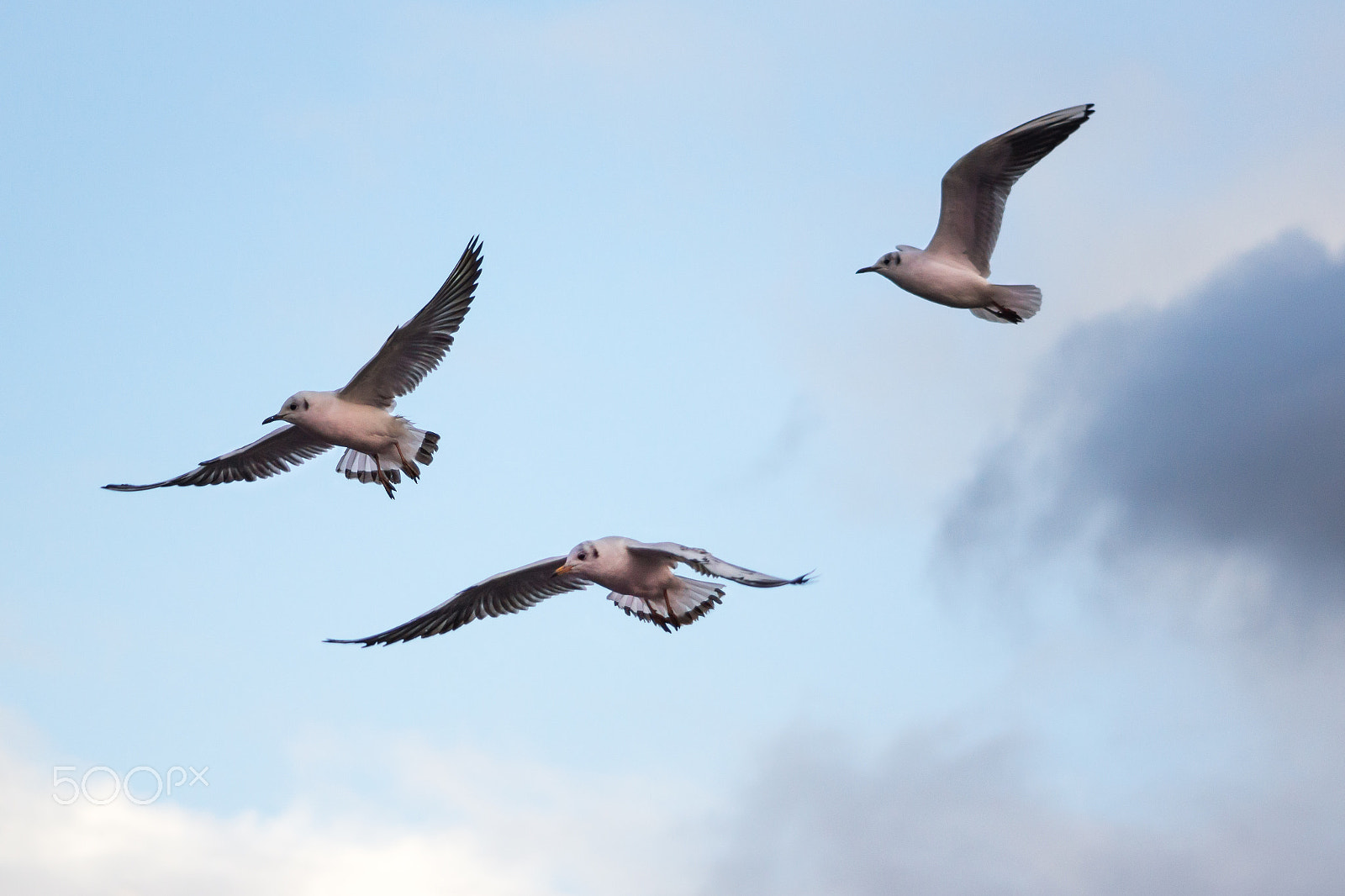 Sony Alpha NEX-7 + Minolta AF 100-200mm F4.5 sample photo. Flight of seagulls photography