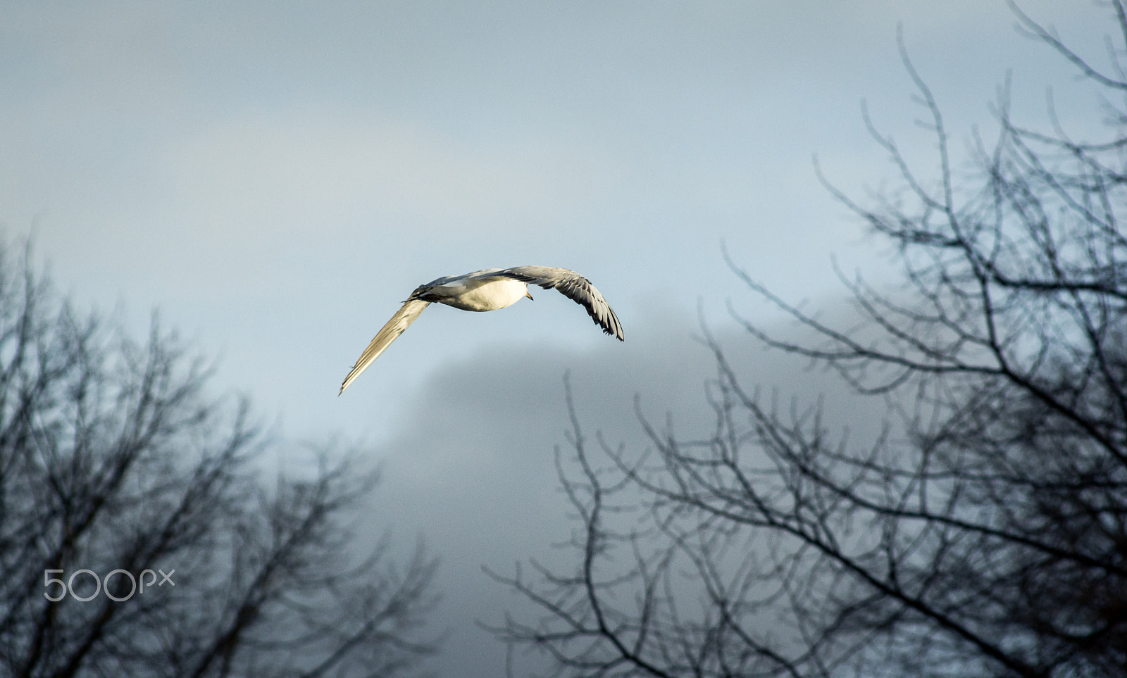 Sony Alpha NEX-7 + Minolta AF 100-200mm F4.5 sample photo. Seagull in the dutch sky photography