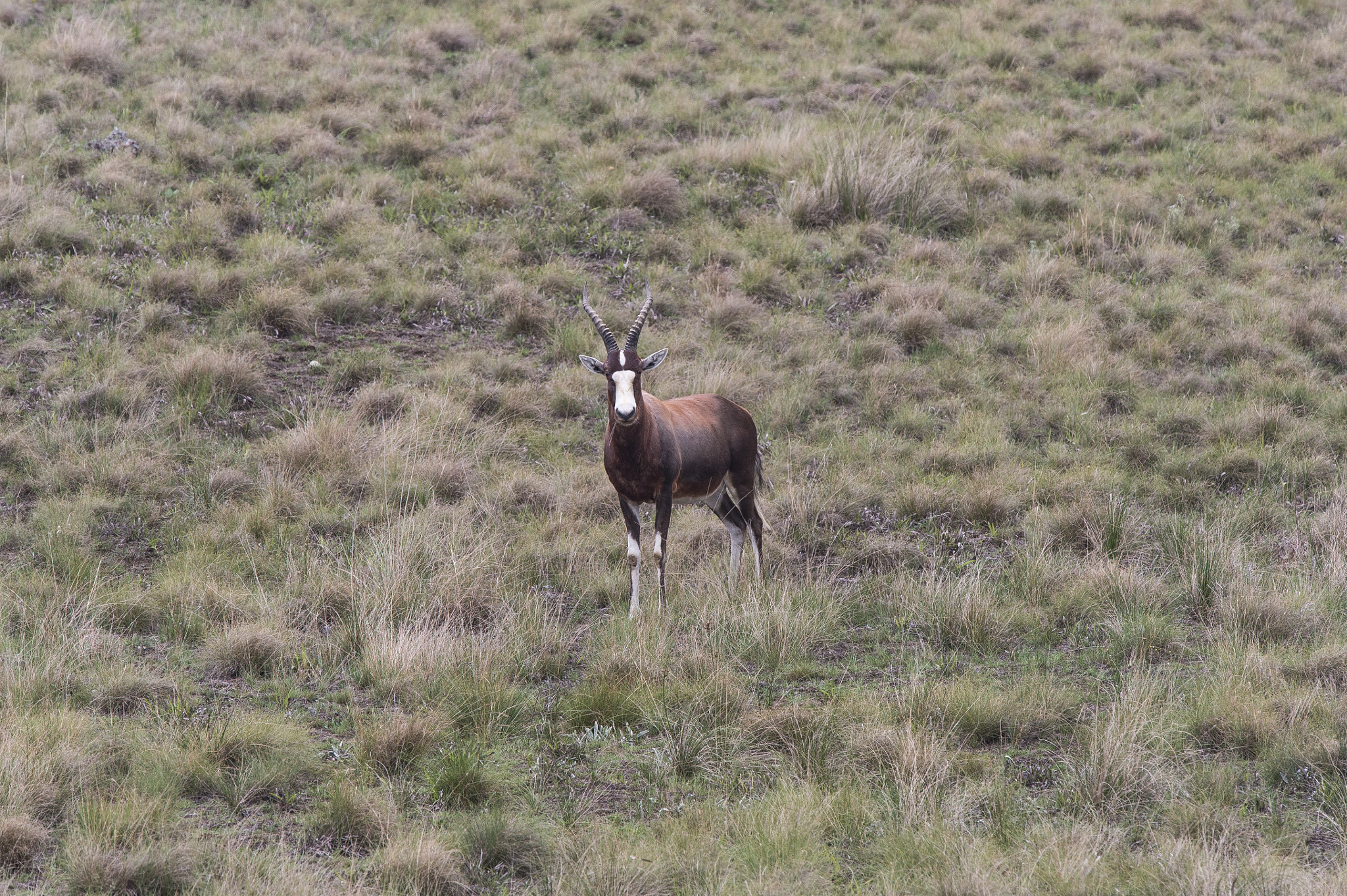 Nikon Nikkor AF-S 300mm F4E PF ED VR sample photo. Springbok, golden gate game reserve, drakensberg photography