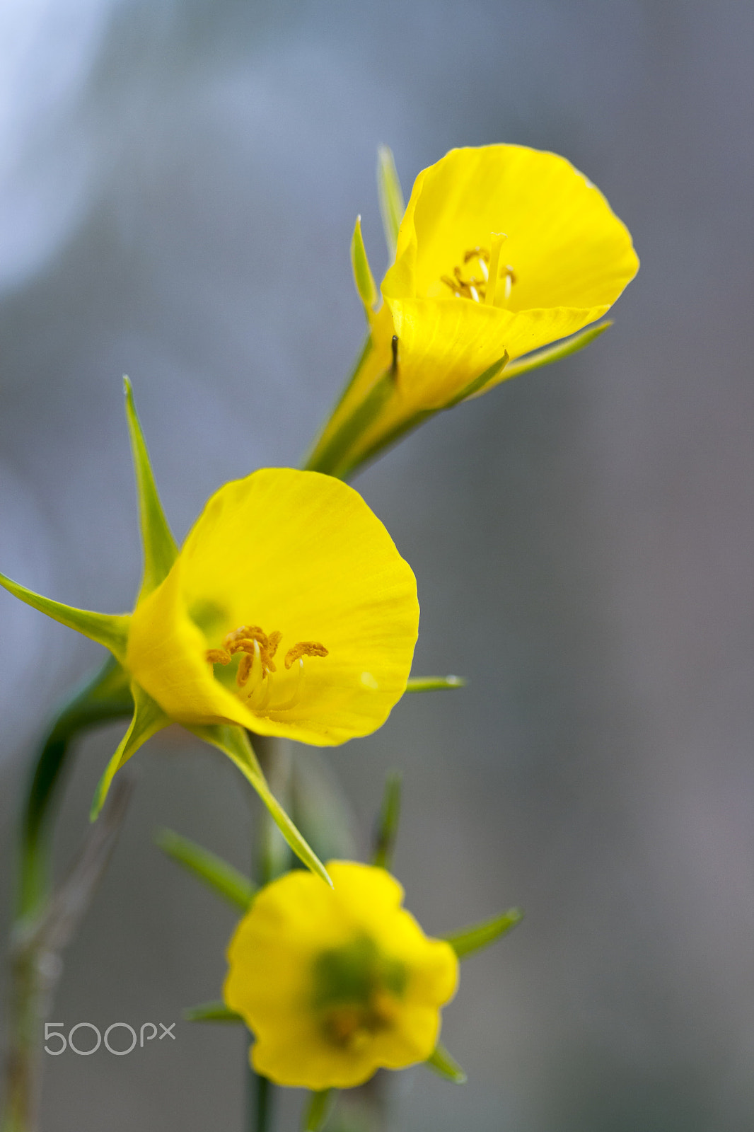 Canon EF 100mm F2.8 Macro USM sample photo. 08022016 macro doñana - 003 photography
