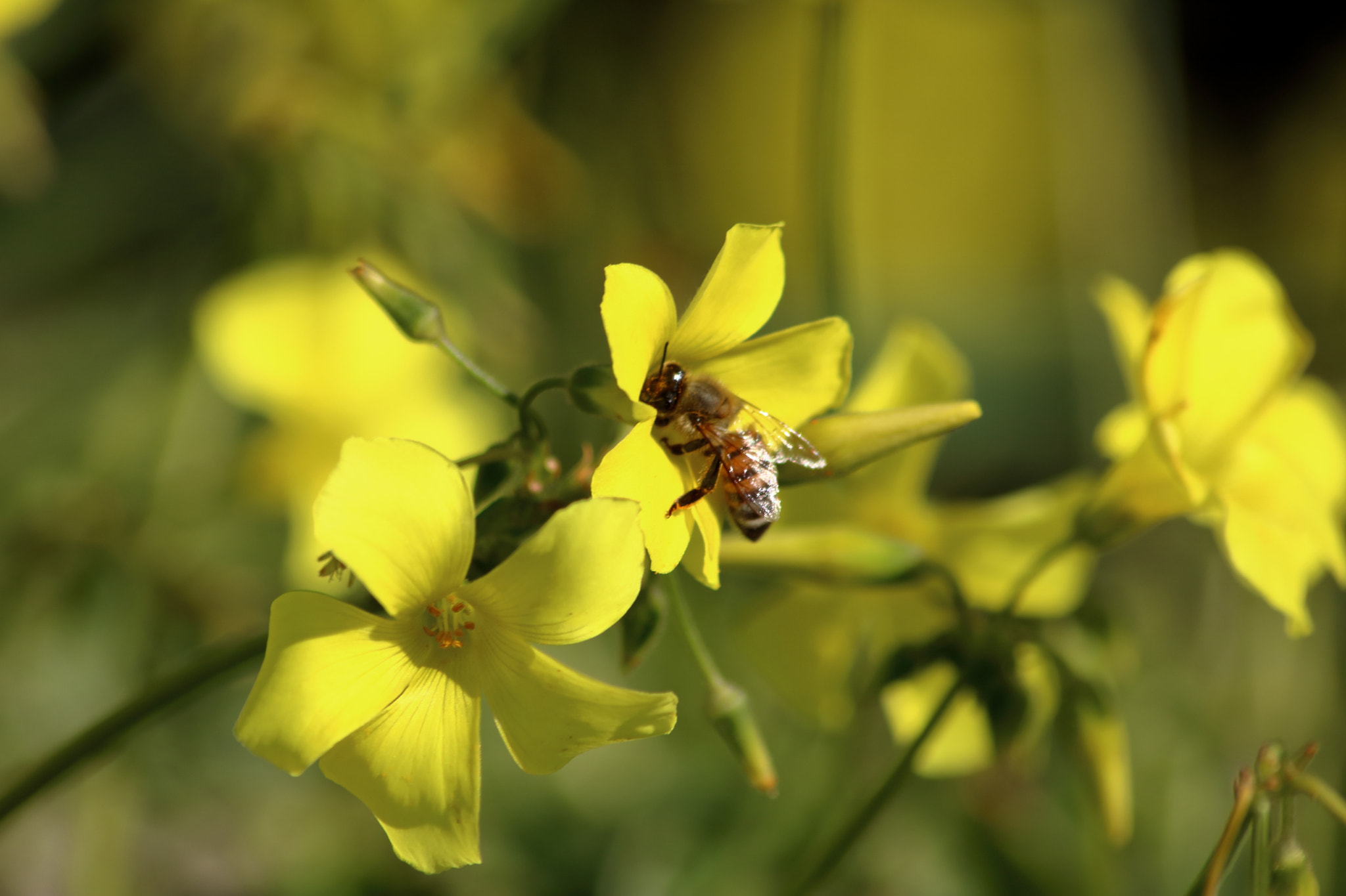 Canon EOS 760D (EOS Rebel T6s / EOS 8000D) sample photo. Bee at work photography