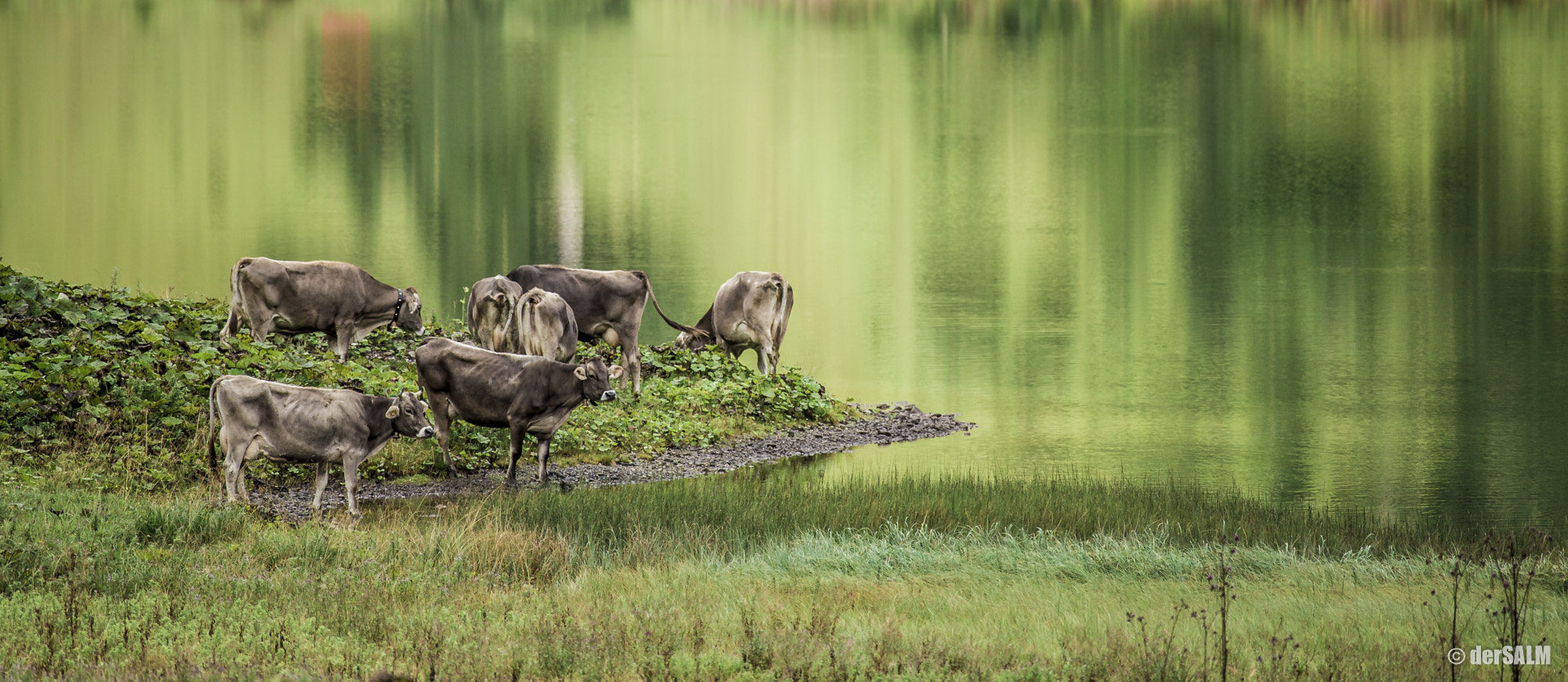 Canon EOS 6D + Canon EF 50mm f/1.8 sample photo. Water cows photography