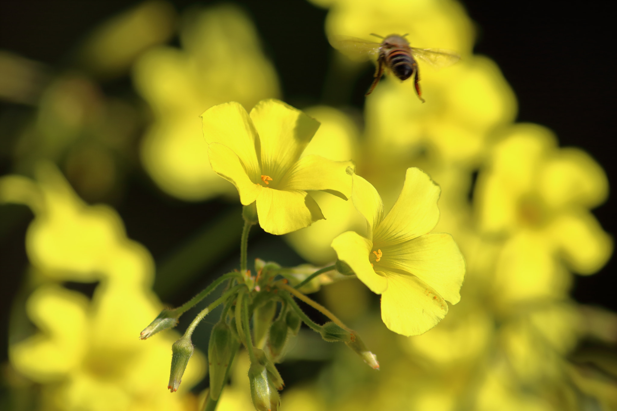 Canon EOS 760D (EOS Rebel T6s / EOS 8000D) sample photo. Bee butt photography