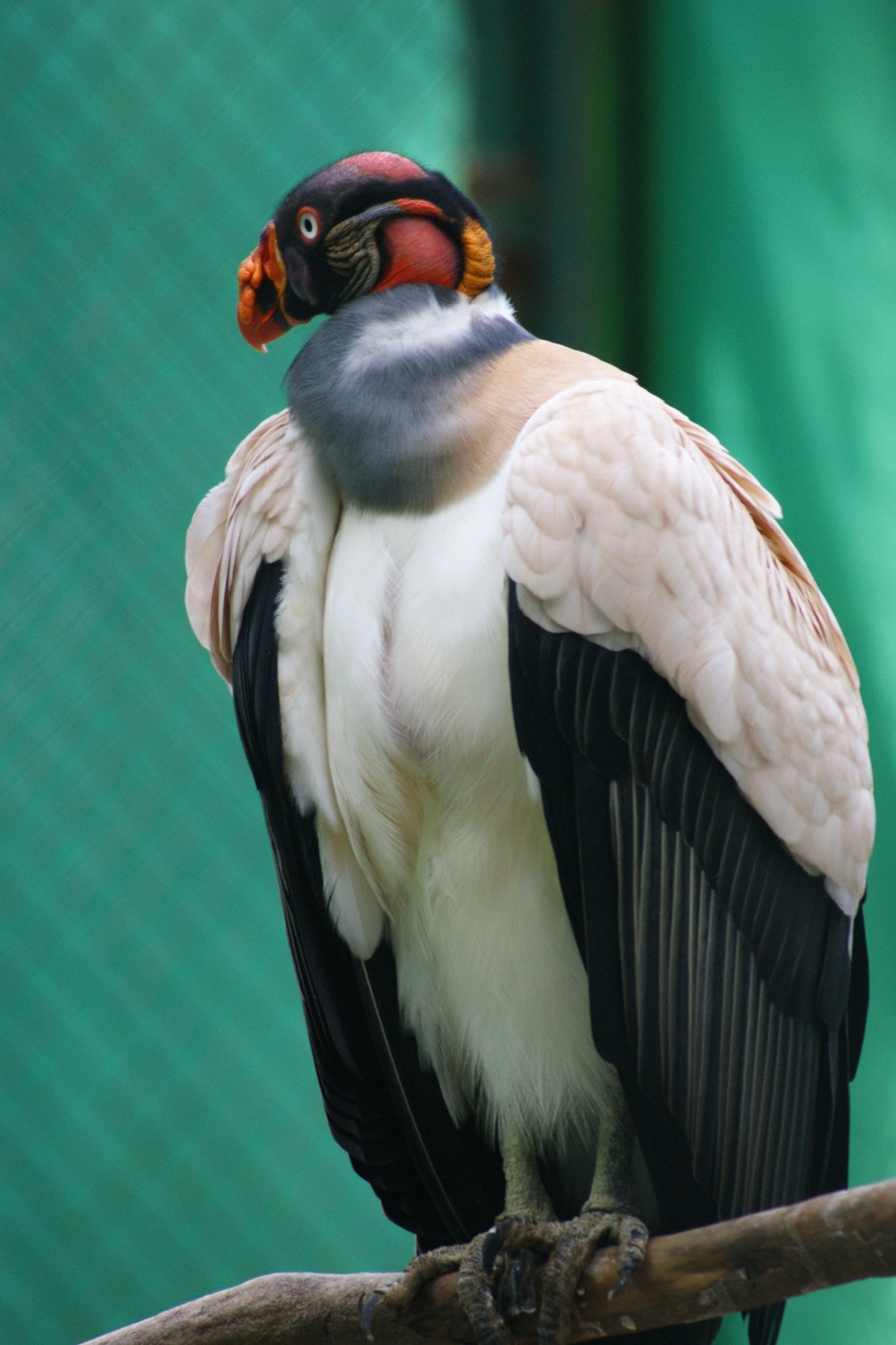 Sony Alpha DSLR-A380 sample photo. Condor photography