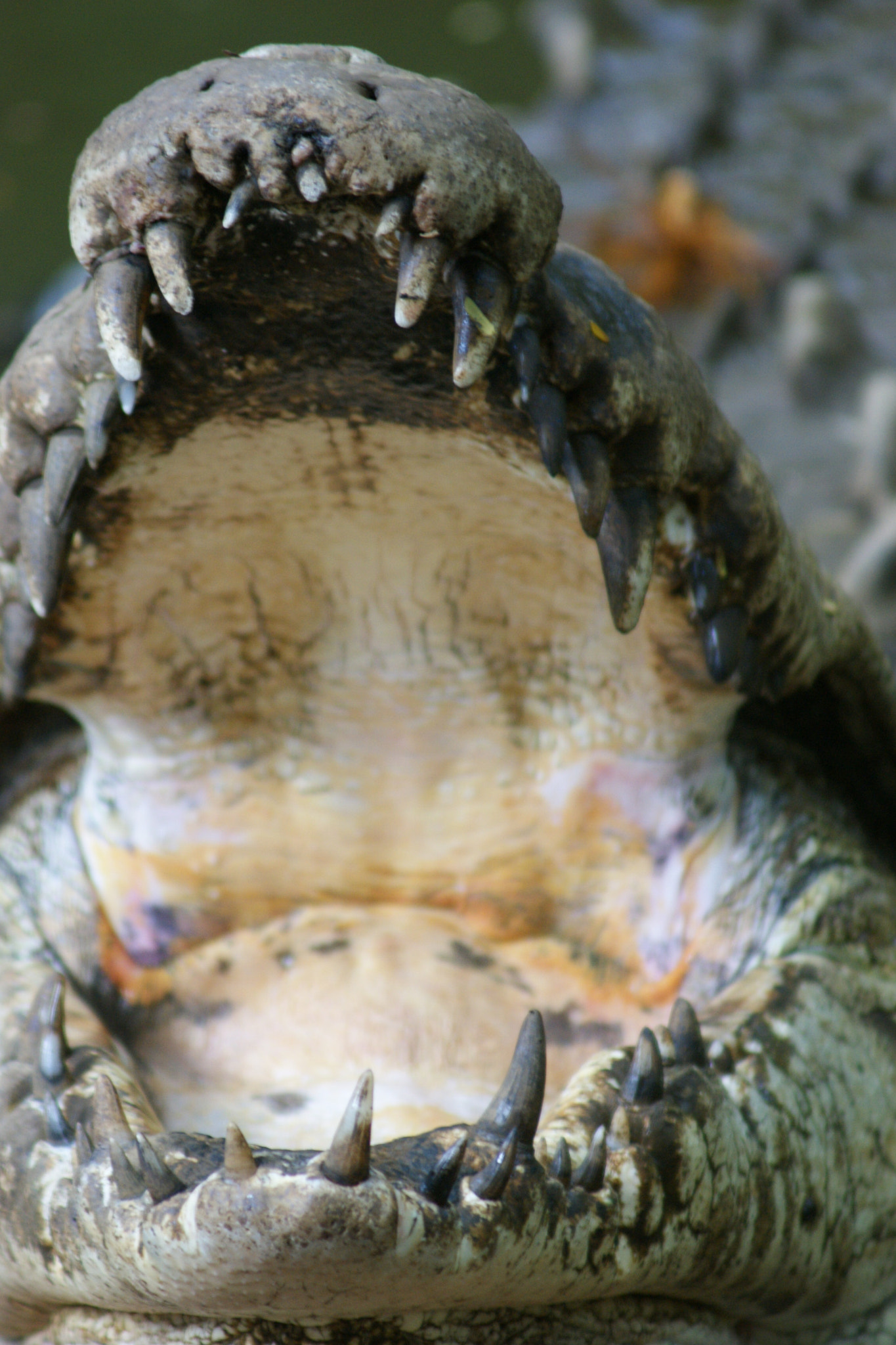 Sony Alpha DSLR-A380 sample photo. Cocodrilo photography