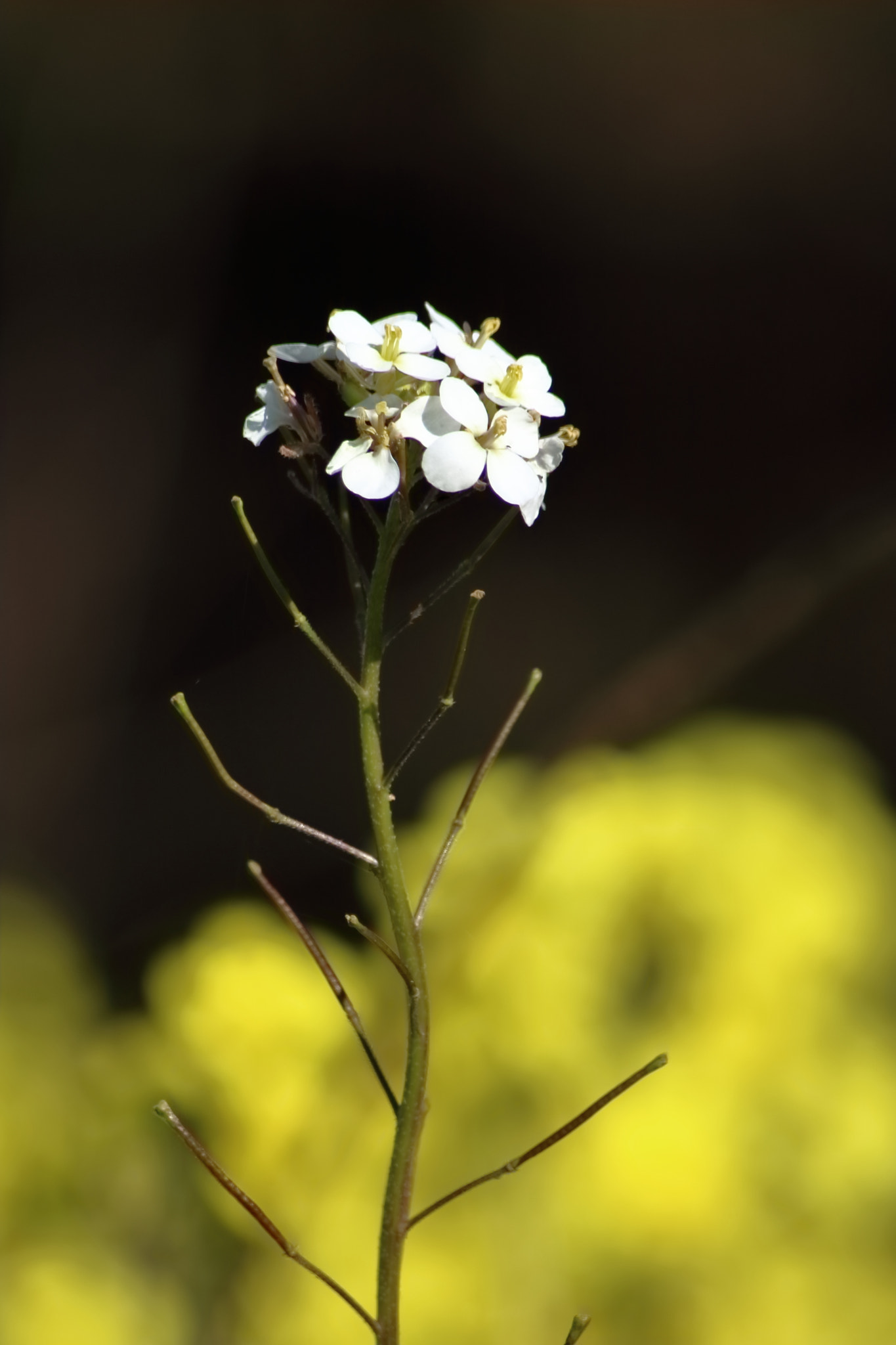 Canon EOS 760D (EOS Rebel T6s / EOS 8000D) sample photo. Praise the sun photography