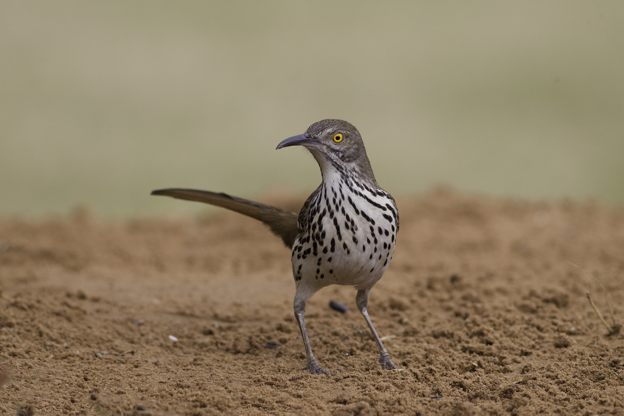 Canon EOS-1D Mark IV + Canon EF 400mm F5.6L USM sample photo. Long billed thrasher photography