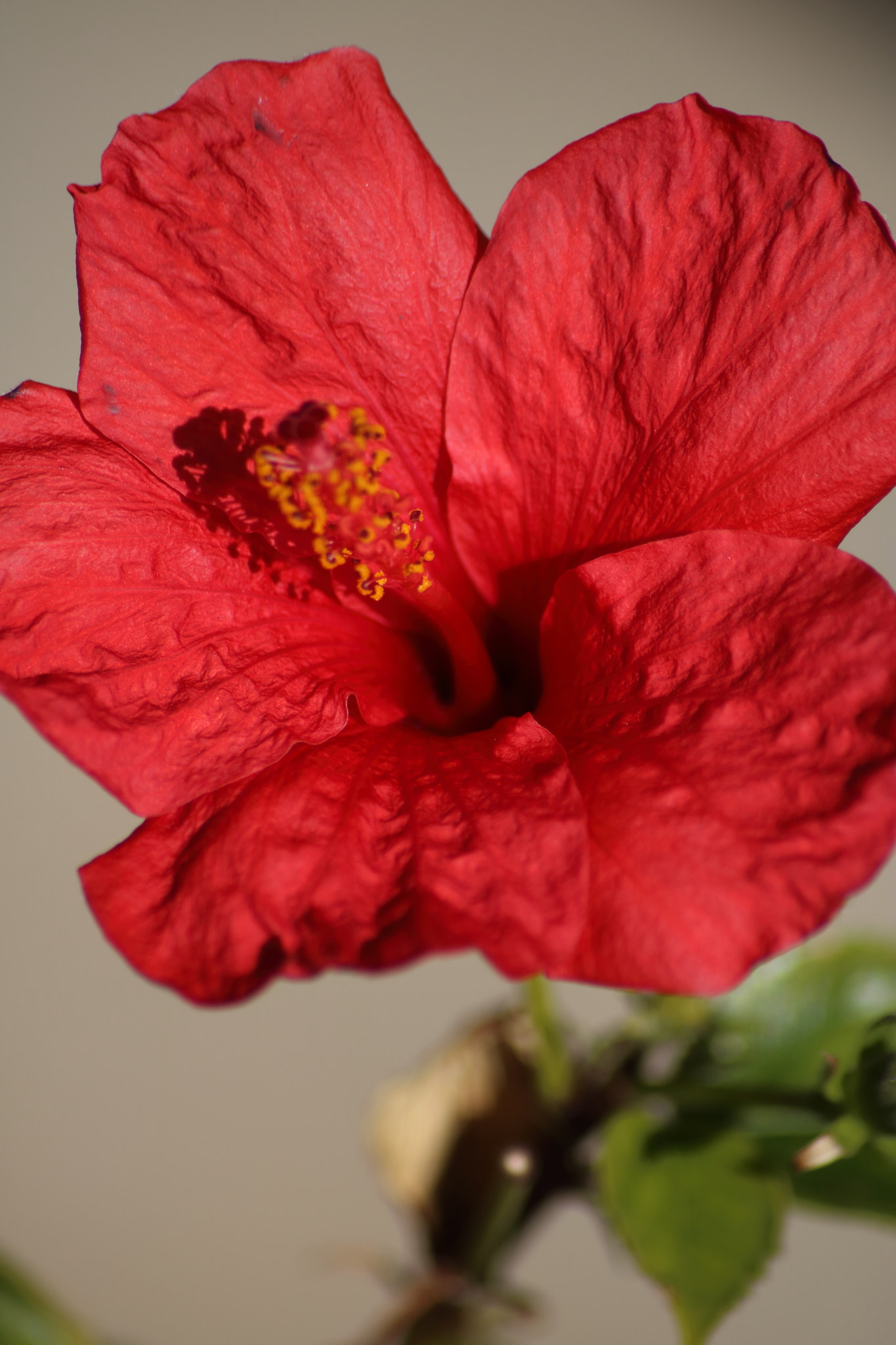 Canon EOS 760D (EOS Rebel T6s / EOS 8000D) sample photo. Hibiscus macro photography