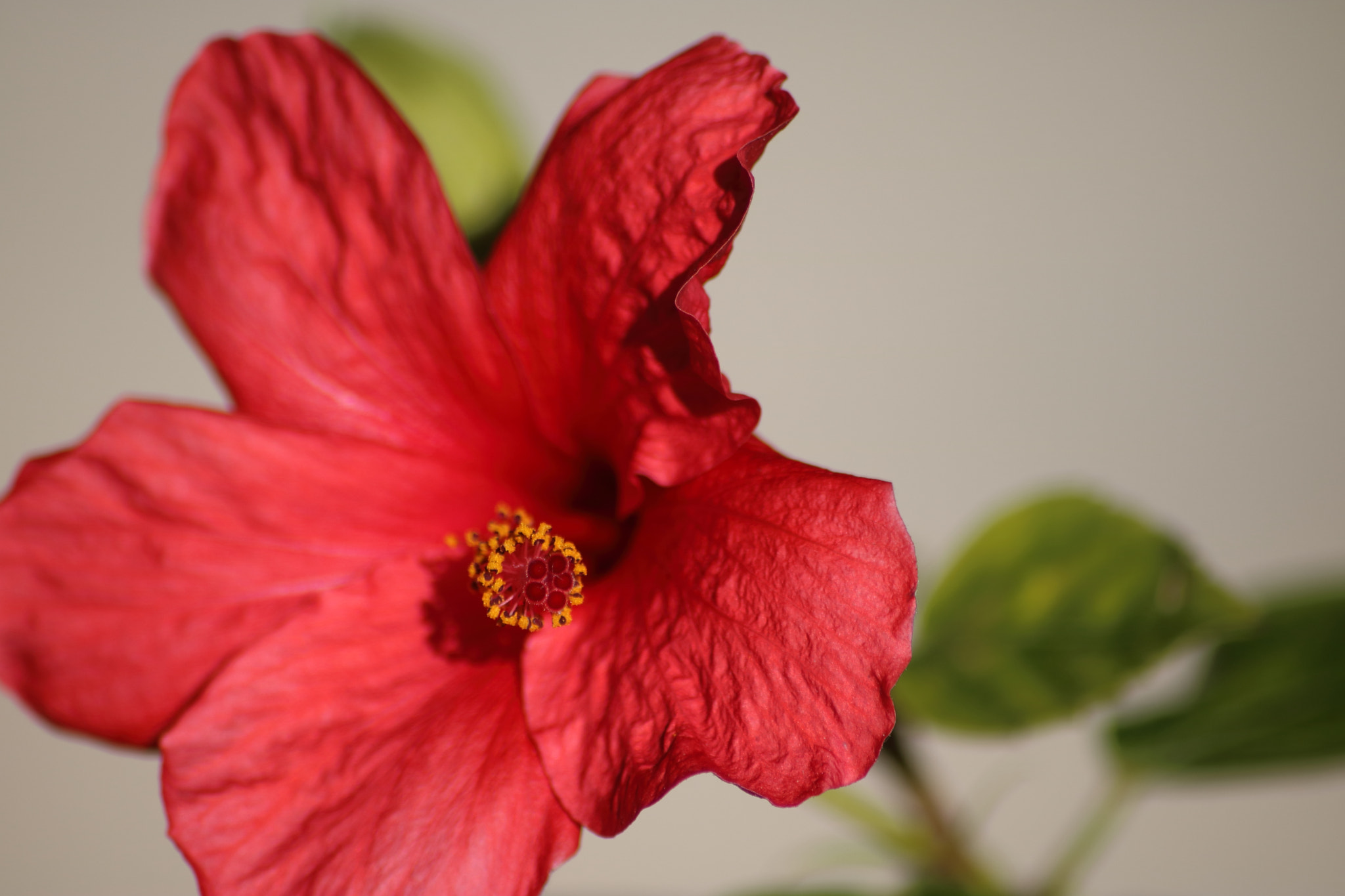 Canon EOS 760D (EOS Rebel T6s / EOS 8000D) sample photo. Hibiscus macro photography
