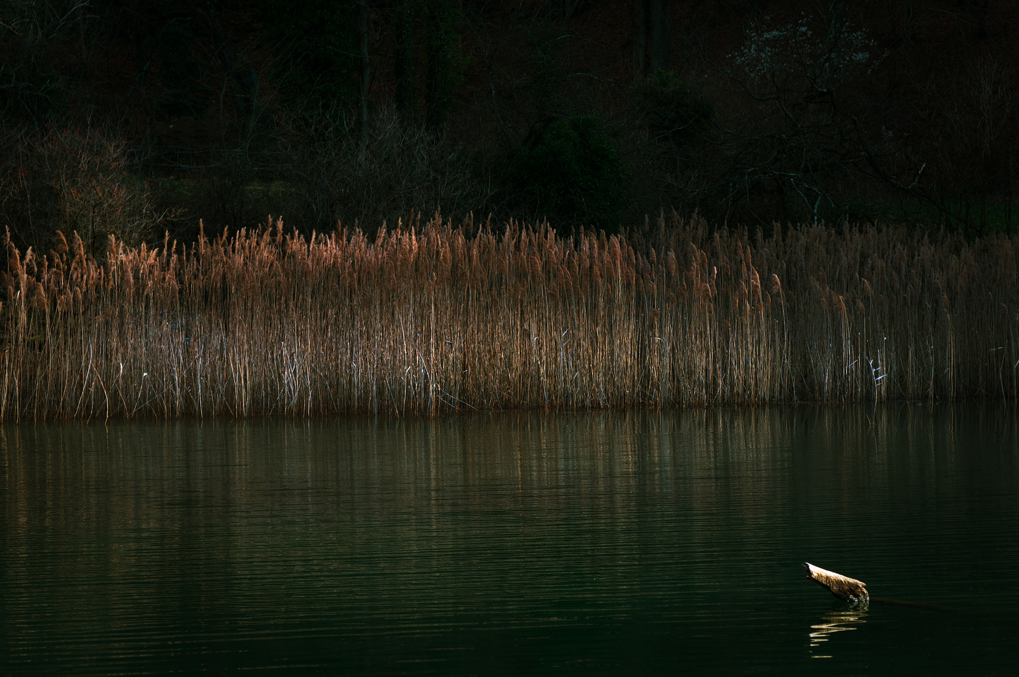 Nikon D300S + Sigma 24-70mm F2.8 EX DG Macro sample photo. Nature photography