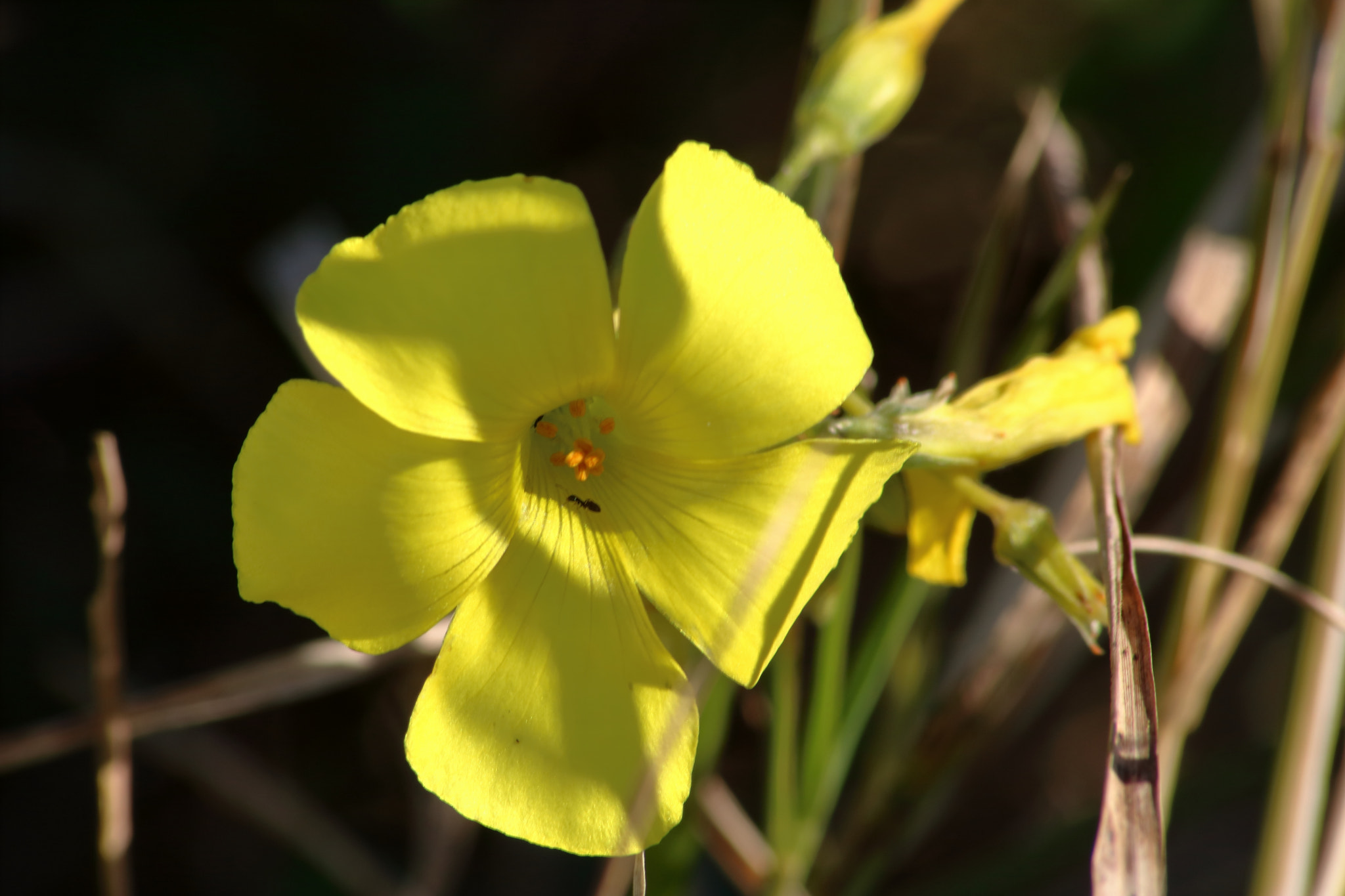 Canon EOS 760D (EOS Rebel T6s / EOS 8000D) sample photo. Ant in wildflower photography