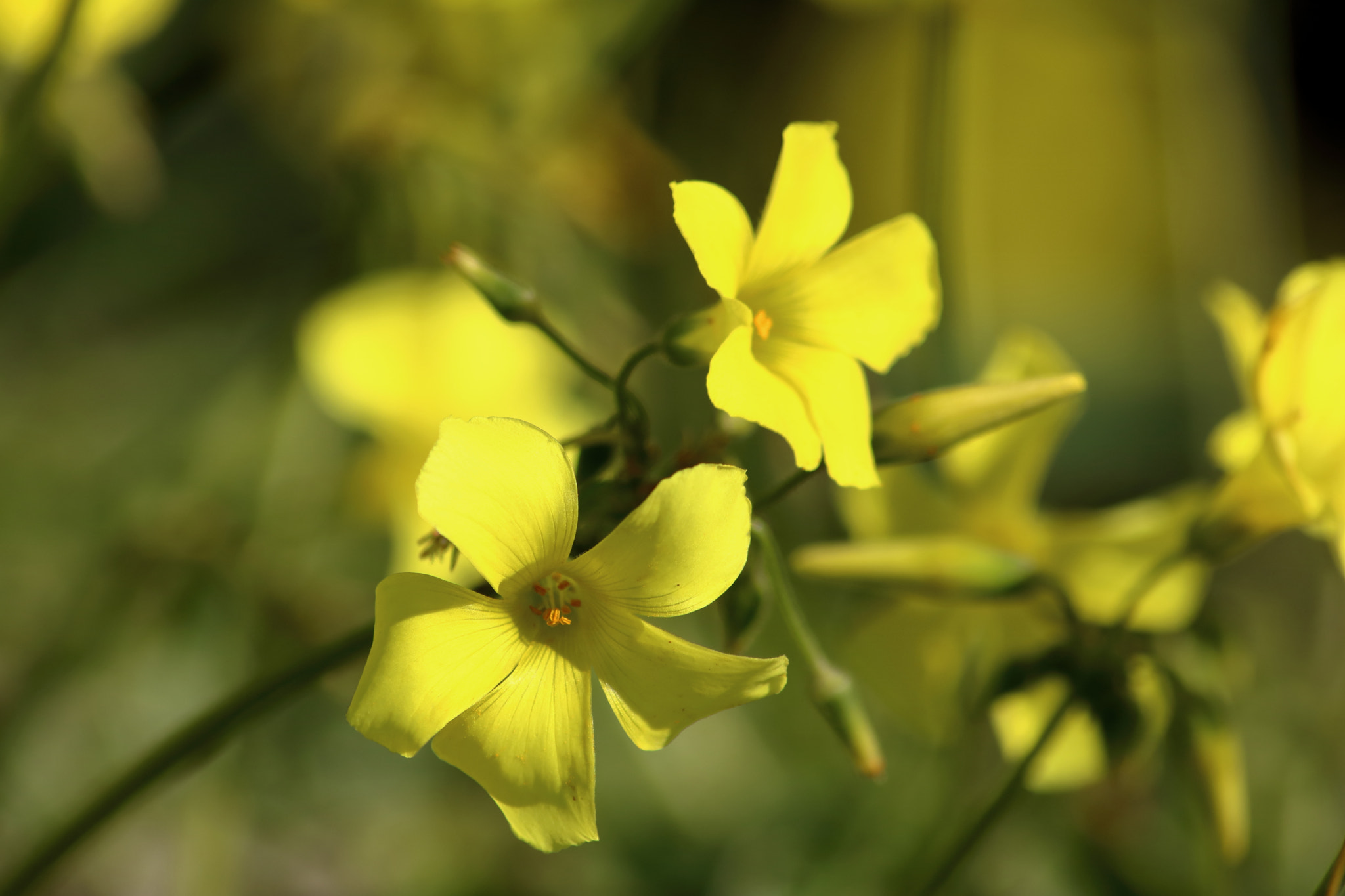 Canon EOS 760D (EOS Rebel T6s / EOS 8000D) sample photo. Yellow wildflower photography