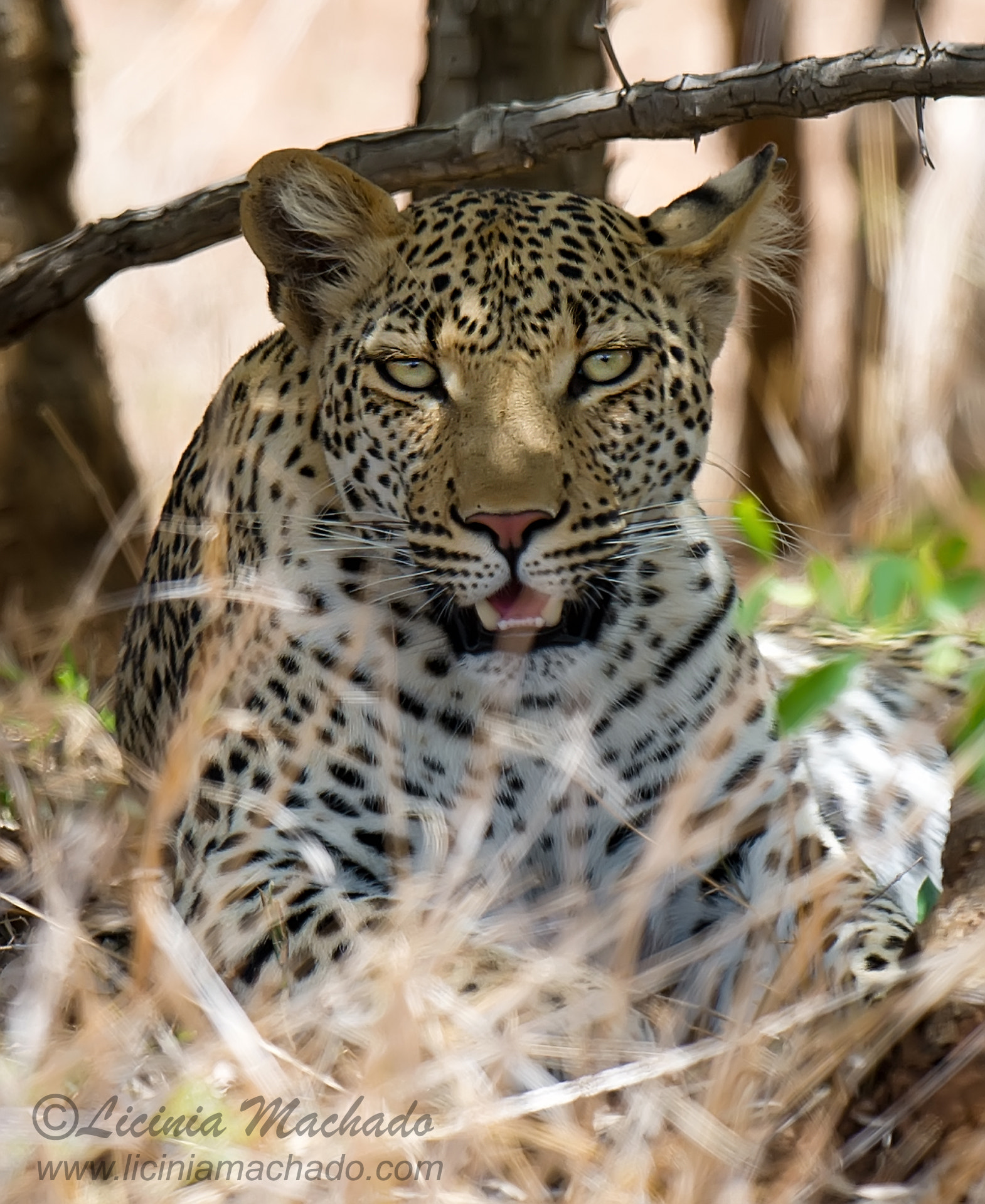 Nikon D3S + Nikon AF-S Nikkor 500mm F4G ED VR sample photo. Leopard in the bush photography