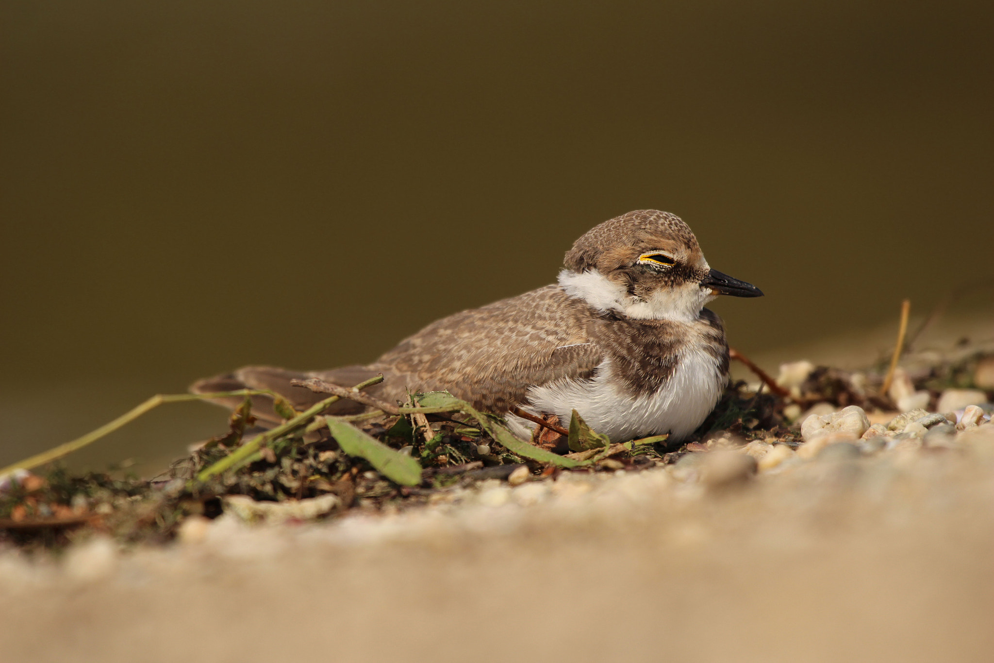 Canon EF 100-400mm F4.5-5.6L IS USM sample photo. Sleepy photography