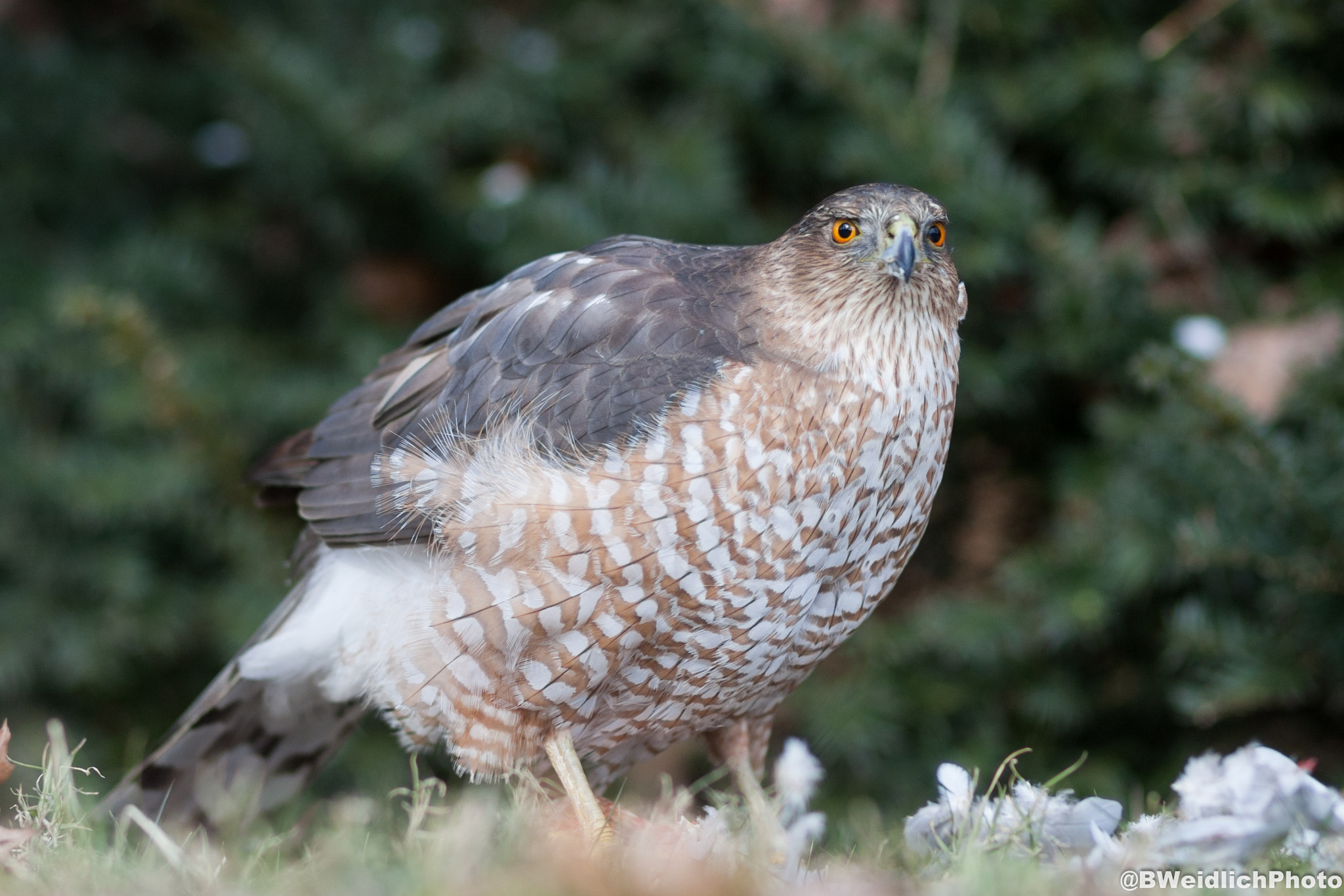 Canon EOS-1D Mark III sample photo. Catch of the day photography