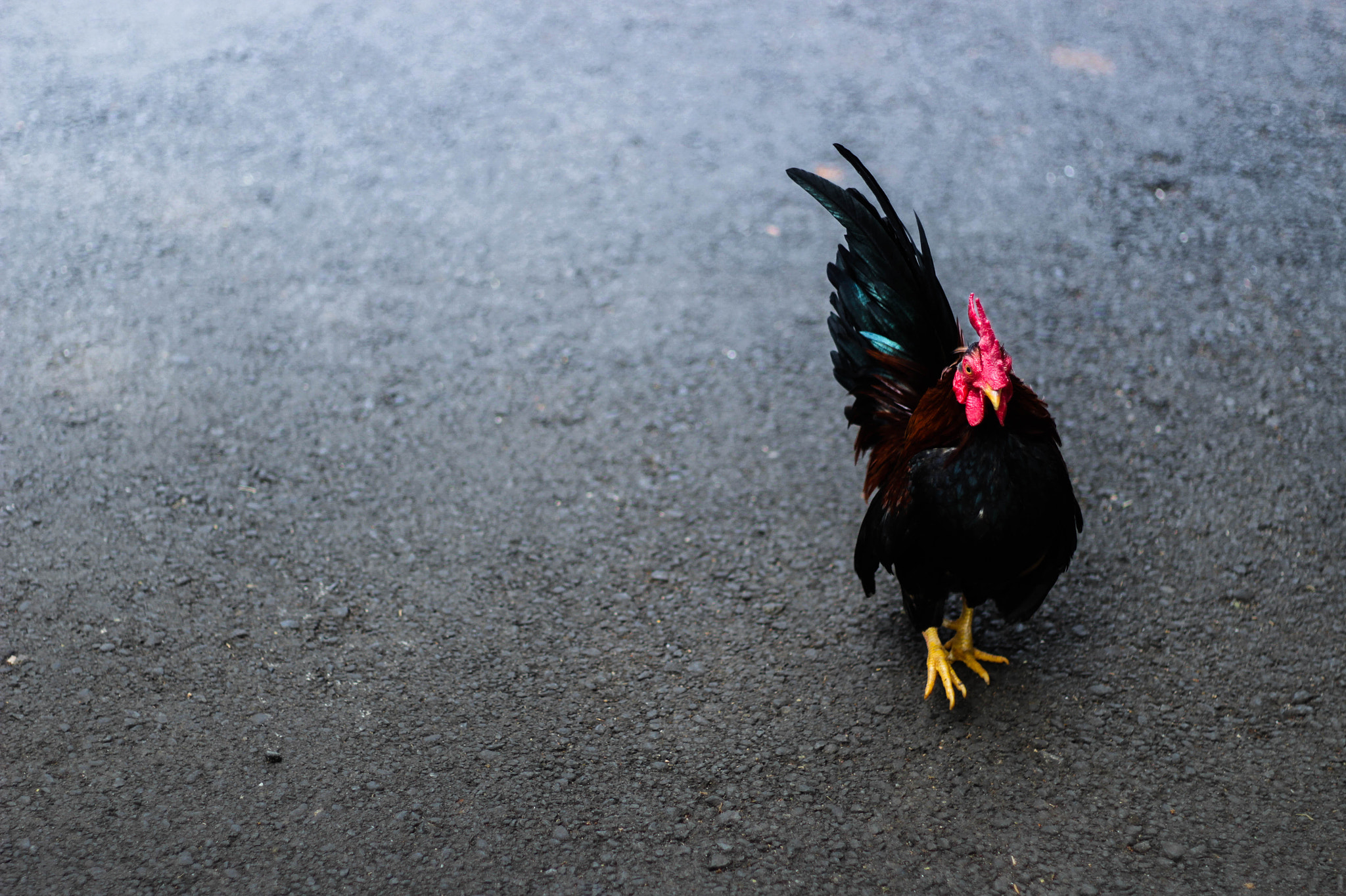 Canon EOS 100D (EOS Rebel SL1 / EOS Kiss X7) + Canon EF 50mm F1.8 II sample photo. A lonely cock photography