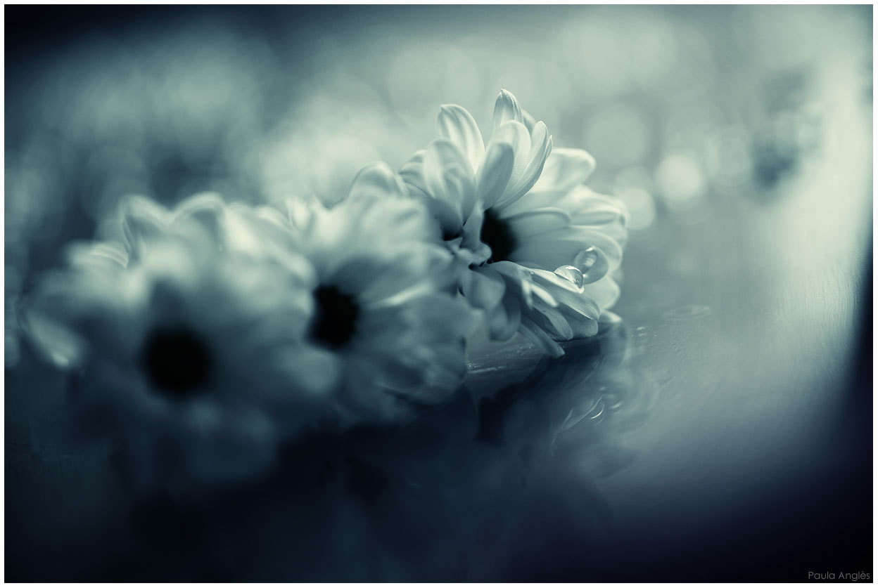 Sony a99 II + 90mm F2.8 Macro SSM sample photo. Flowers photography