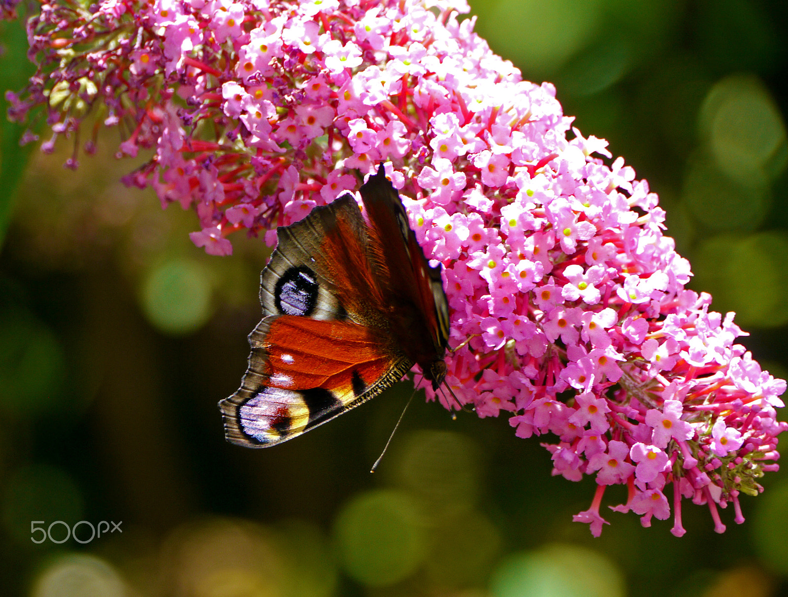 Panasonic Lumix DMC-GH1 sample photo. Shining butterfly photography