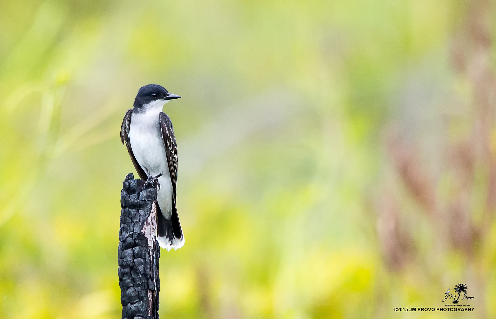 Sigma 150-500mm F5-6.3 DG OS HSM sample photo. Eastern kingbird photography