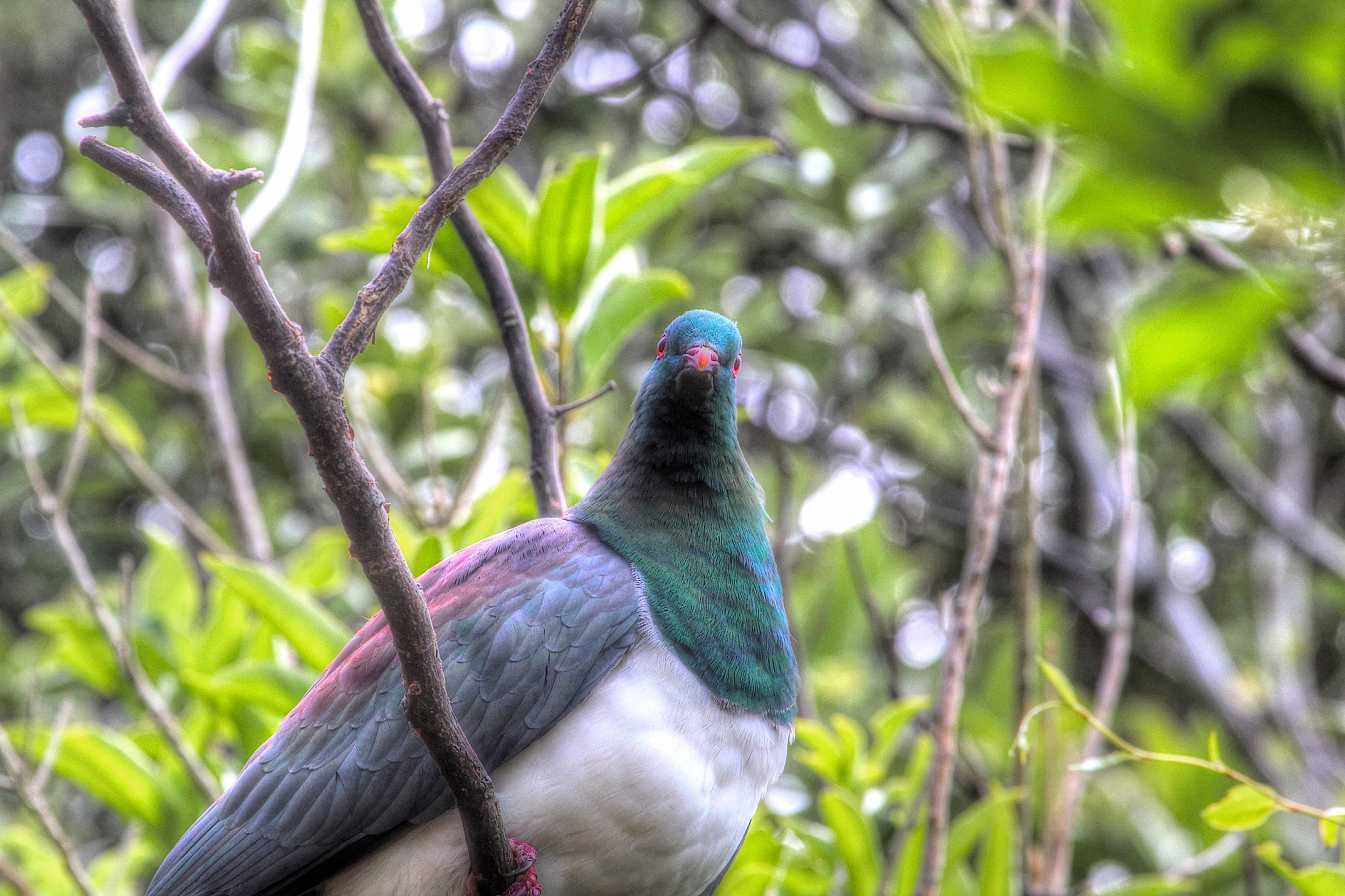 Canon EF 100-400mm F4.5-5.6L IS USM sample photo. New zealand pigeon photography