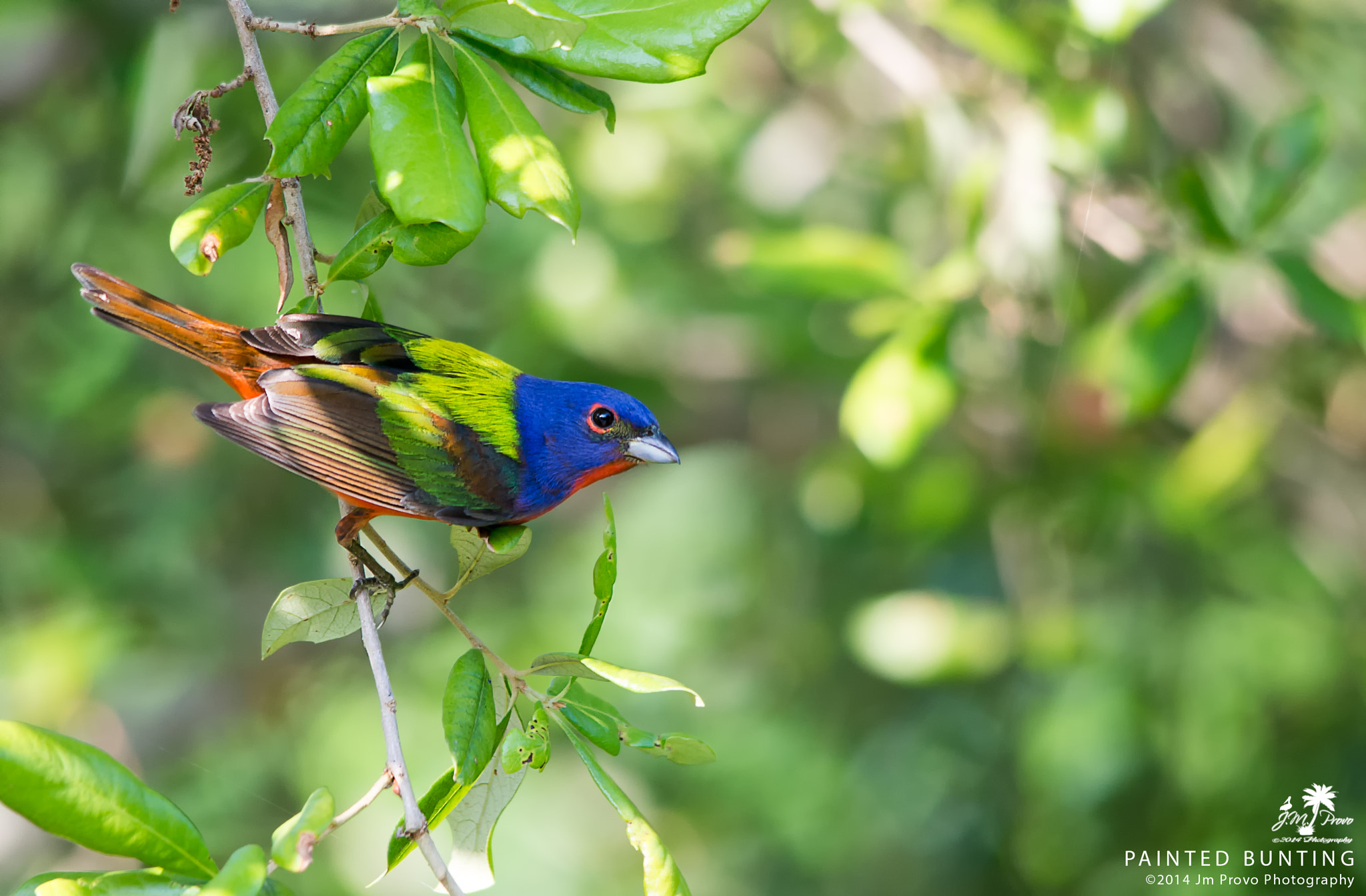 Sigma 150-500mm F5-6.3 DG OS HSM sample photo. Painted bunting photography