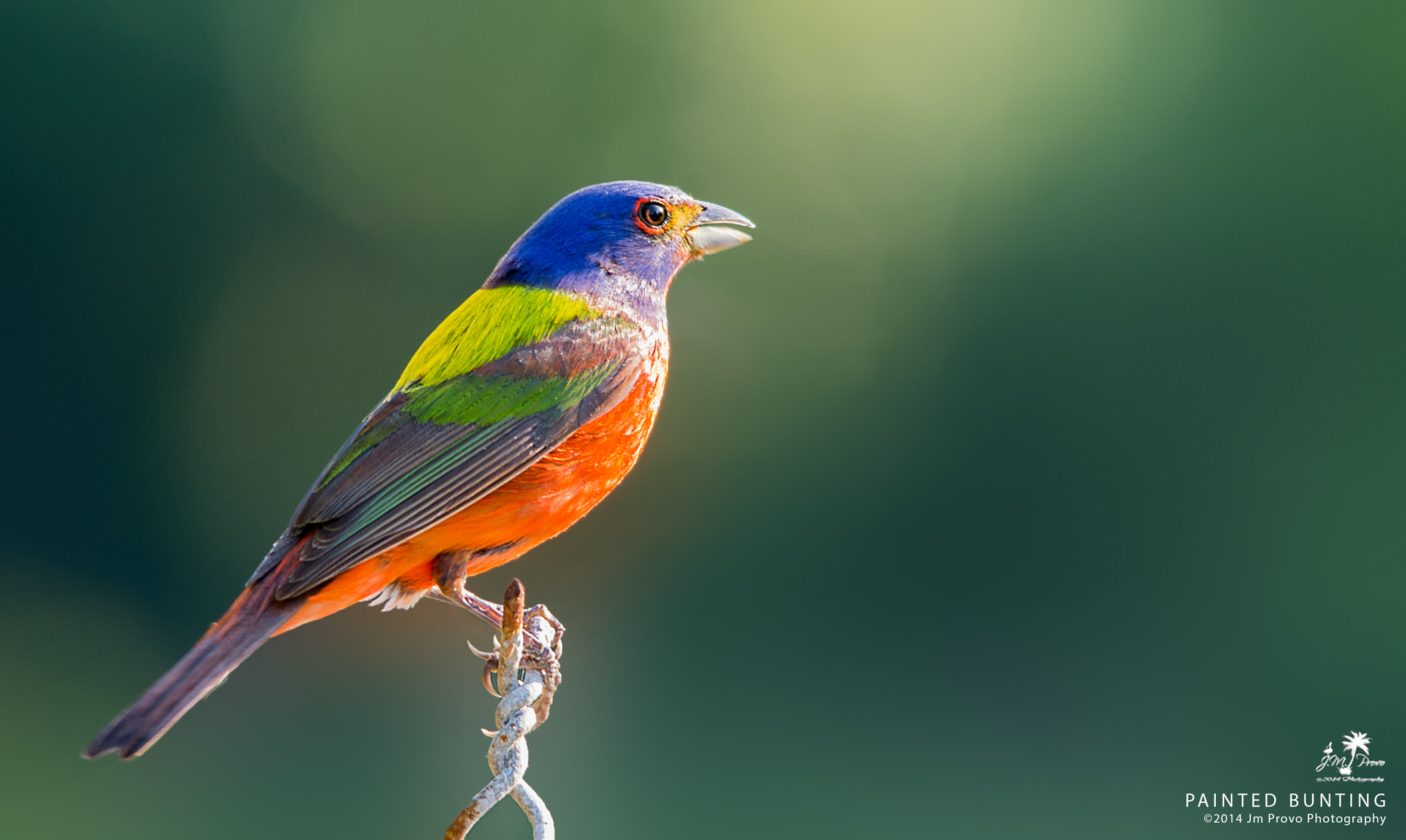 Sigma 150-500mm F5-6.3 DG OS HSM sample photo. Painted bunting photography